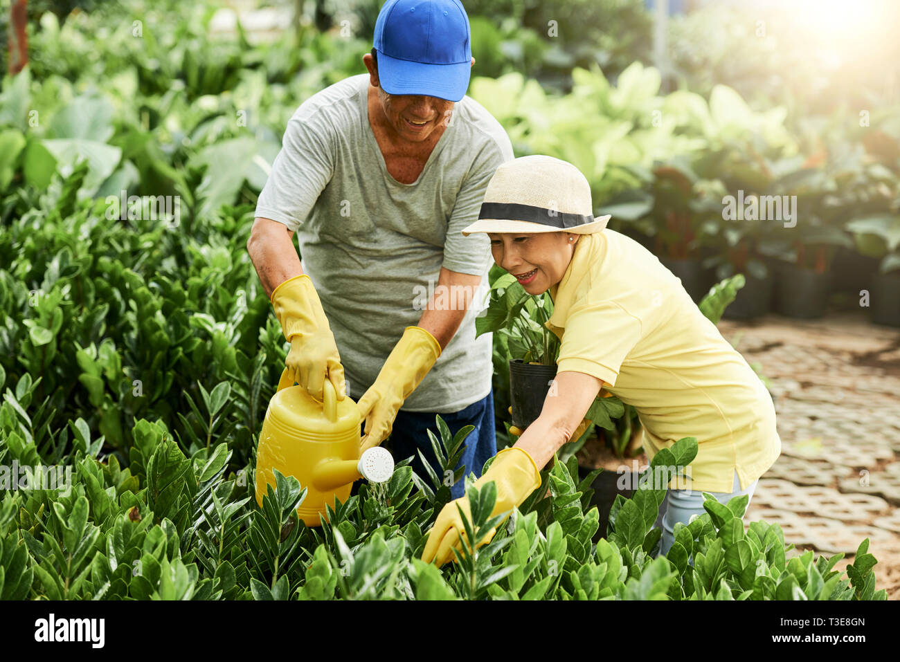 Fröhliche Senioren Bewässerung von Pflanzen Stockfoto