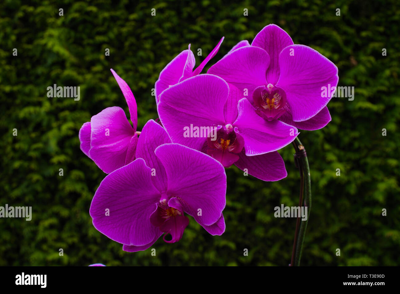 Lila Orchidee in voller Blüte in Surrey, British Columbia, Kanada Stockfoto