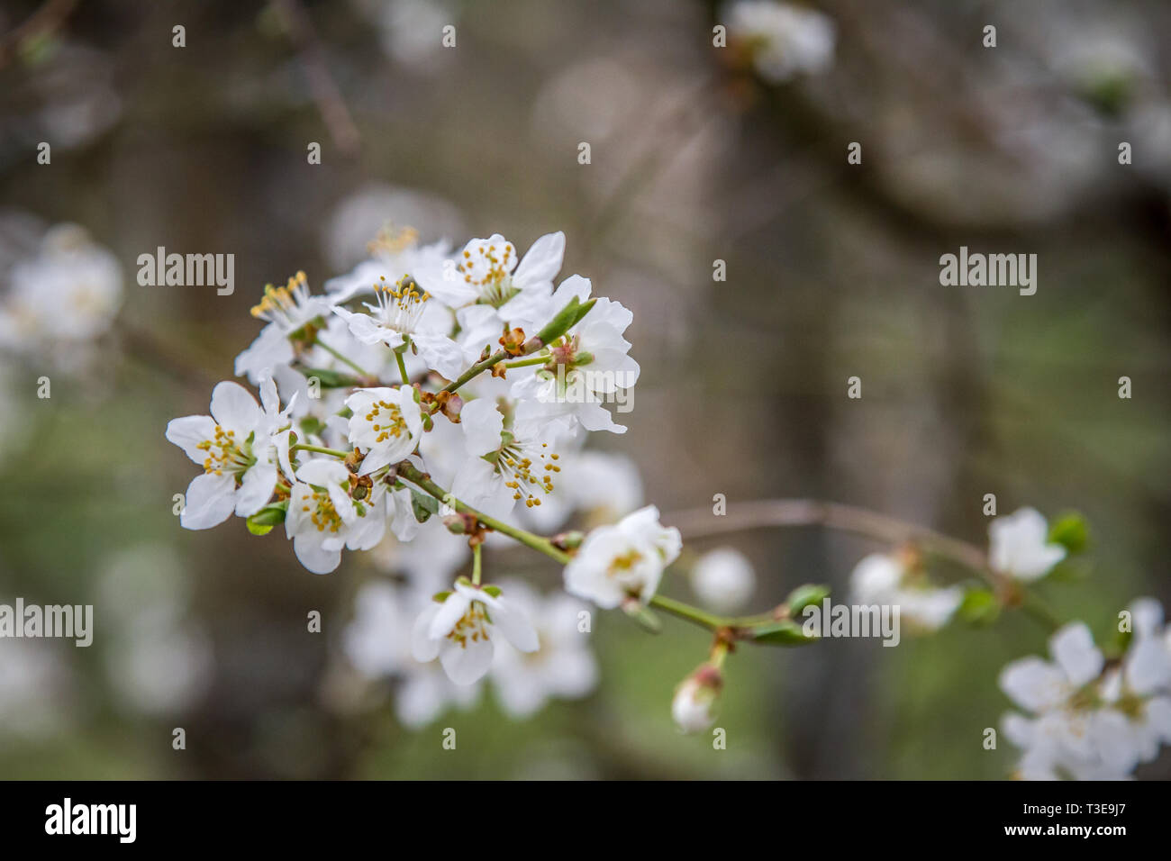 Weißblühender Frühlingsstrauch - Bush mit weißen Blumen Stockfoto