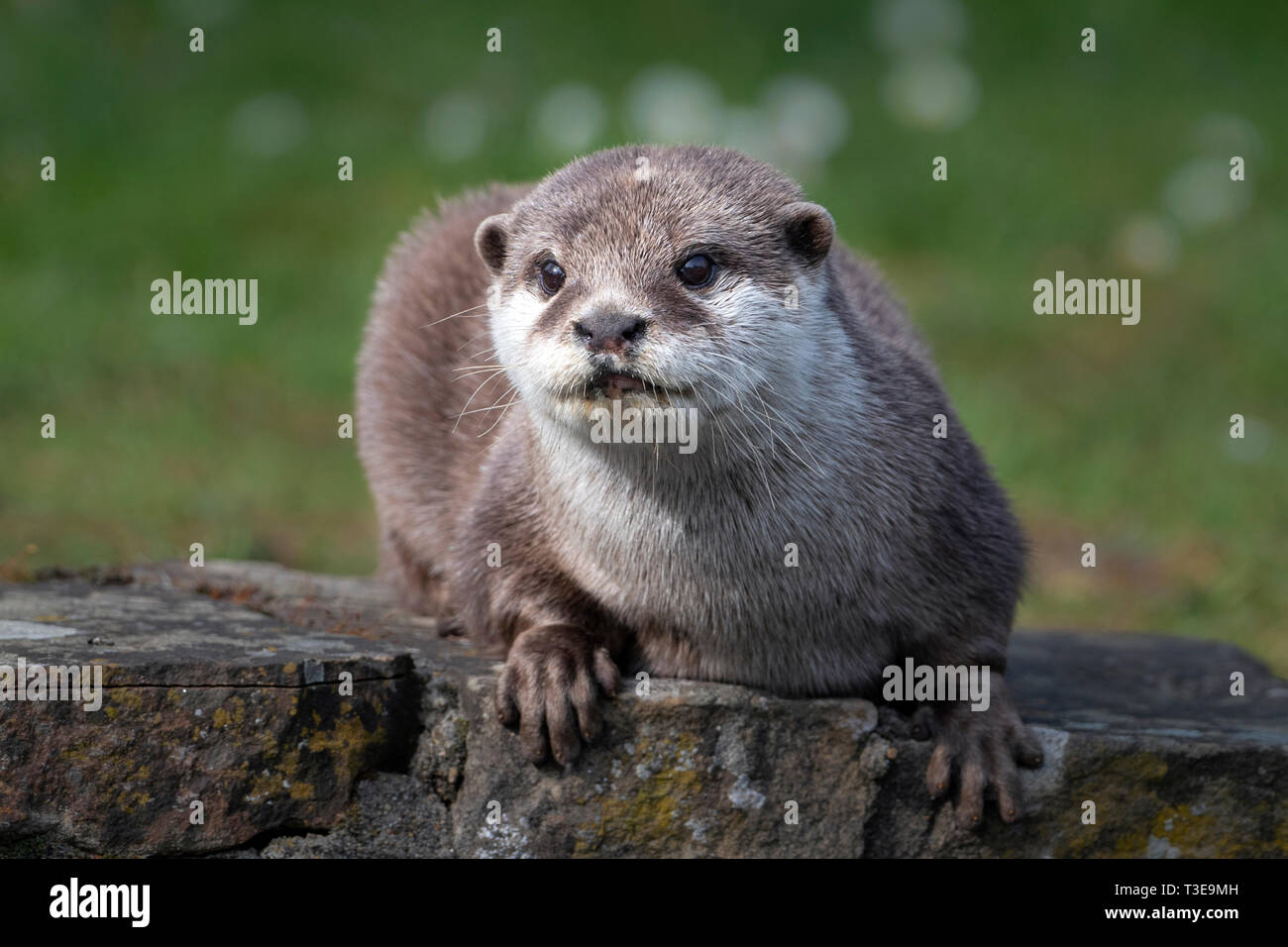 Asiatische Small - kratzte Otter in Richtung Kamera schaut Stockfoto