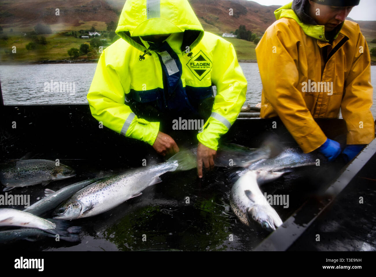 Arbeitnehmer Aussortieren lebende Lachse in der Erntezeit in rauen Wetterbedingungen, auf eine schottische Fischzucht draußen auf dem Meer. Stockfoto
