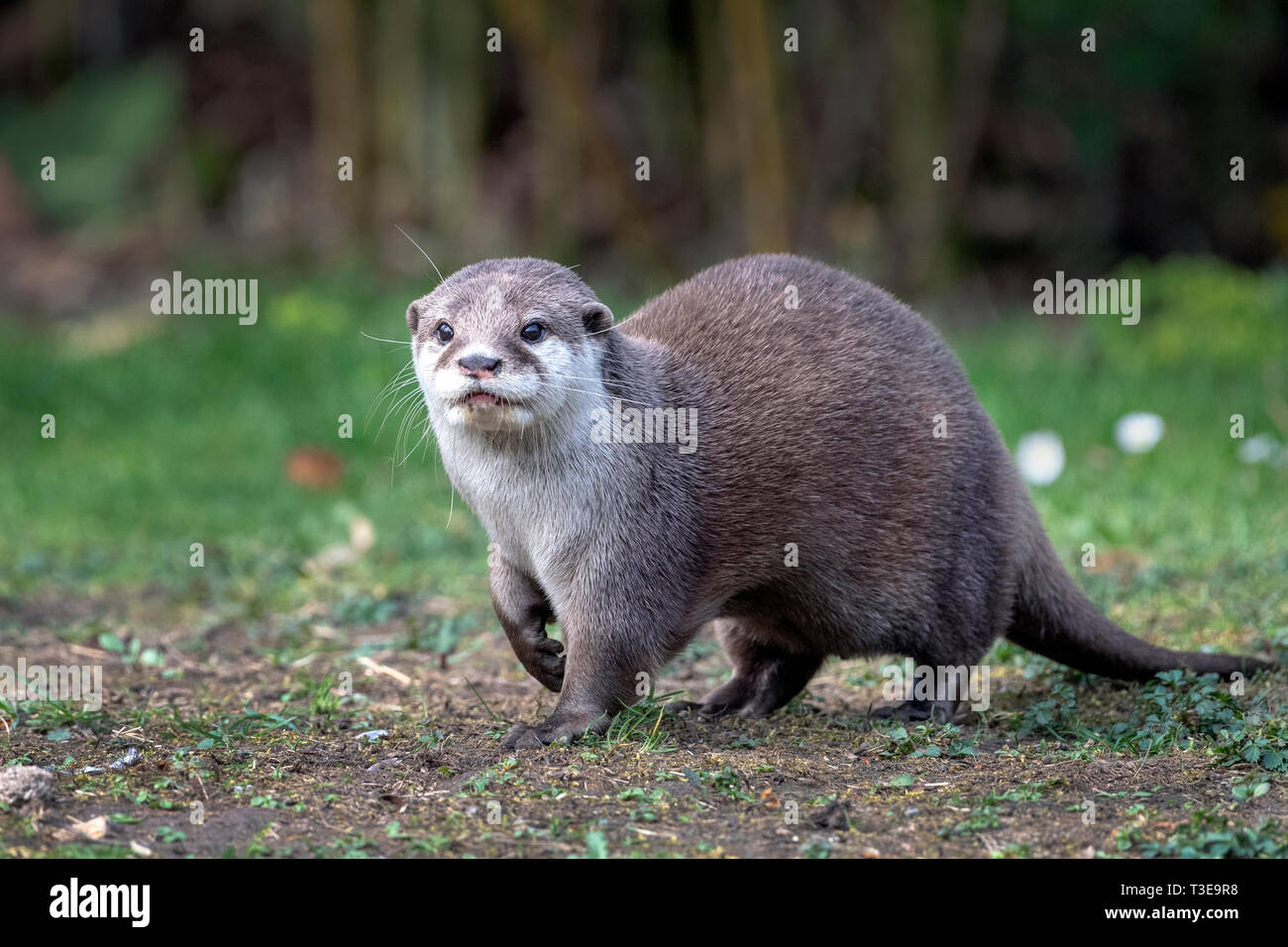 Asiatische Small - kratzte Otter zu Fuß Stockfoto