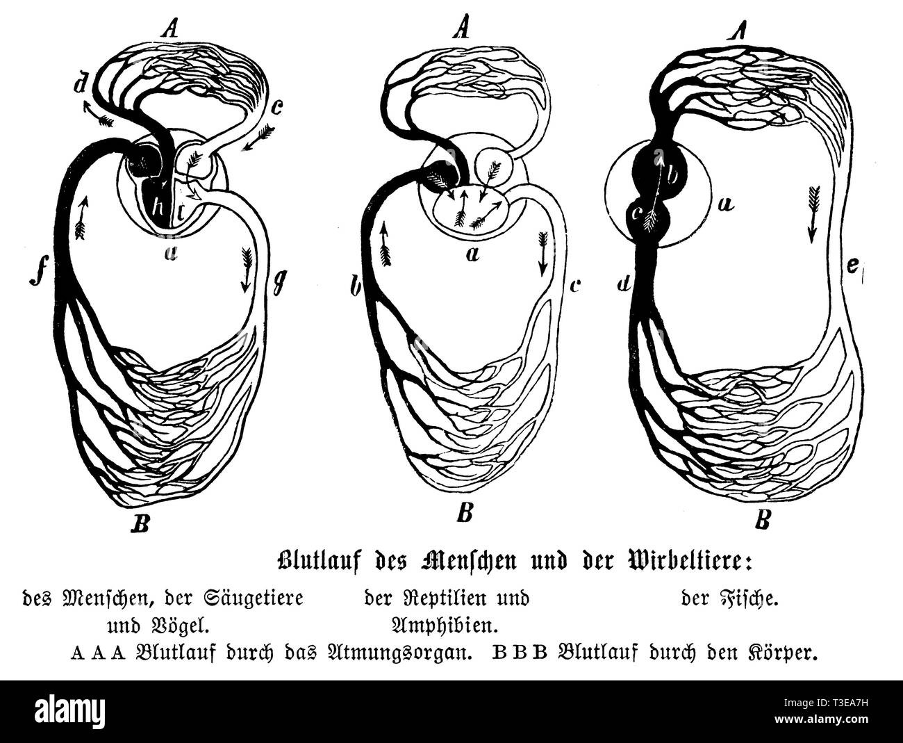 Durchblutung von Menschen, Säugetiere, Vögel, Amphibien, Reptilien und Fische, anonym 1886 Stockfoto