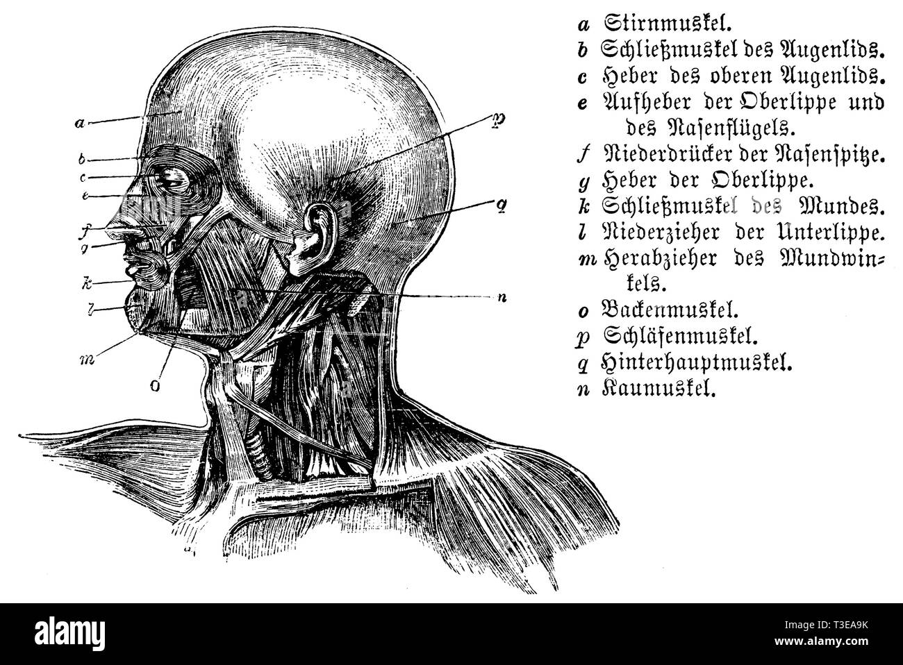 Mensch: a) Stirn Muskel, b) Schließmuskel des Augenlides, c) Aufzug des oberen Augenlids, e) Aufzug von der Oberlippe und der Ala der Nase, f) Absenken der Spitze der Nase, g) Aufzug der Oberlippe, k) Schließmuskel der Mund, l) Absenken der Unterlippe, m) nach unten ziehen der Ecke der Mund, o) Wange Muskel, p) Tempel Muskel, q) okzipitalen Muskel, r) mastikatorischen Muskel, anonym Stockfoto
