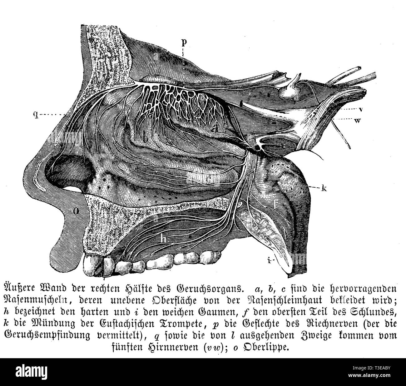 Mensch: die äußere Wand des rechten Hälfte der Riechorgan. a, b, c) werden die prominenten nasale Nasenmuscheln, dessen unebene Oberfläche durch die Nasenschleimhaut gedeckt ist; h) bezeichnen die hart und ich) der weiche Gaumen; f) im oberen Teil der Kehle; k) Mund der Eustachischen Trompete; p) Plexus des olfaktorischen Nerv (d) sind die Außenwände der Riechorgan., anonym Stockfoto