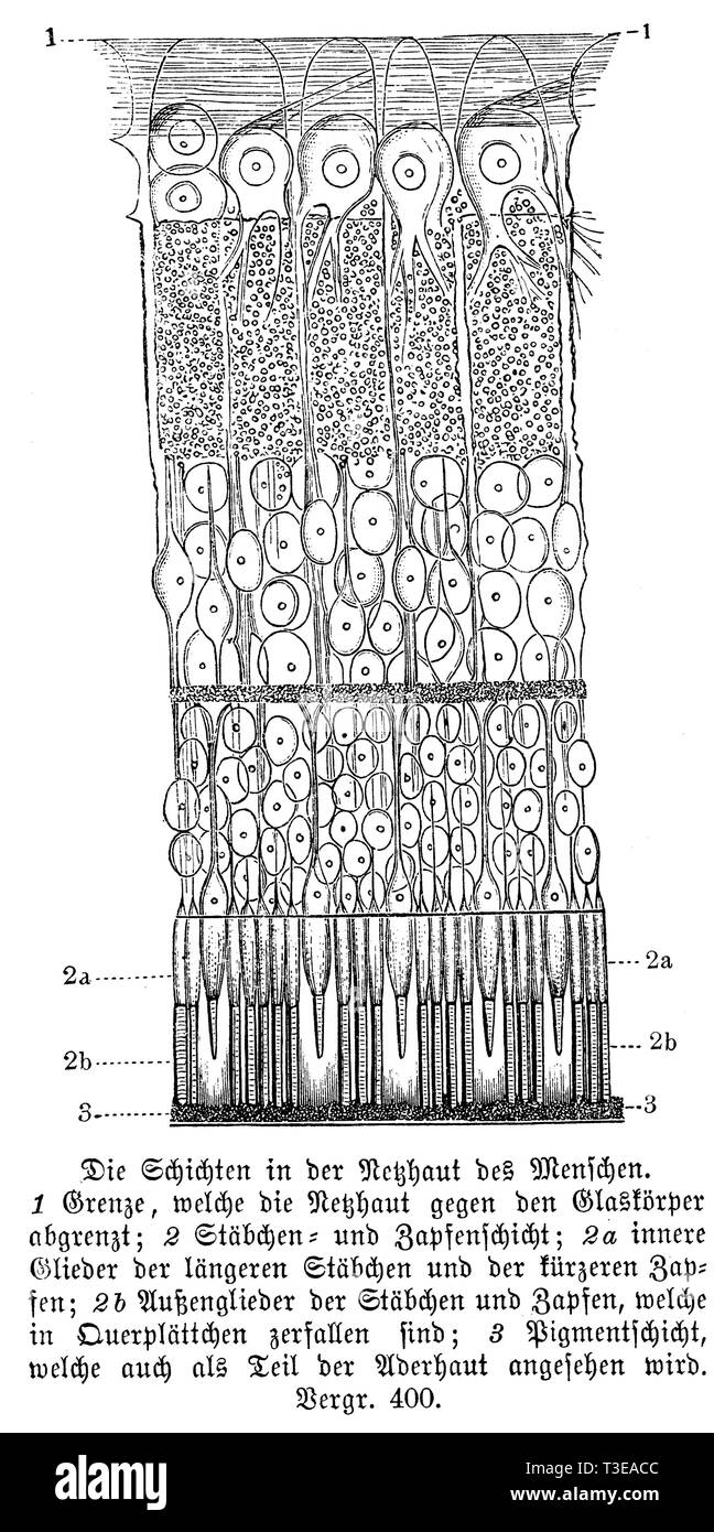Mensch: Schicht in der Netzhaut. 1) Die Grenze zwischen der Netzhaut aus dem Glaskörper; 2) rod Layer und Kegel Schicht; 2 a) innere Glieder der Längs- Stangen und kürzere Kegel; 2 b) Die äußeren Gliedmaßen der Stäbchen und Zapfen, die in Querrichtung Platten aufgelöst haben; 3) pigment Schicht, die auch als Teil der Aderhaut, anonym Stockfoto
