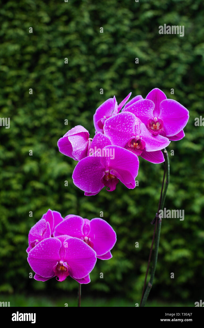 Lila Orchidee in voller Blüte in Surrey, British Columbia, Kanada Stockfoto