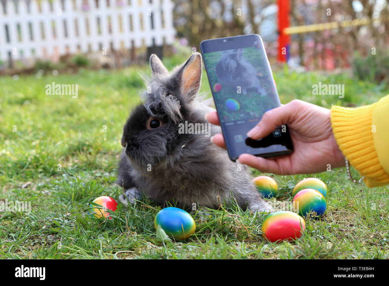 Fotoshooting Fur Den Osterhasen Lustige Kleine Hasen Zu Ostern Eier Auf Dem Gras Stockfotografie Alamy