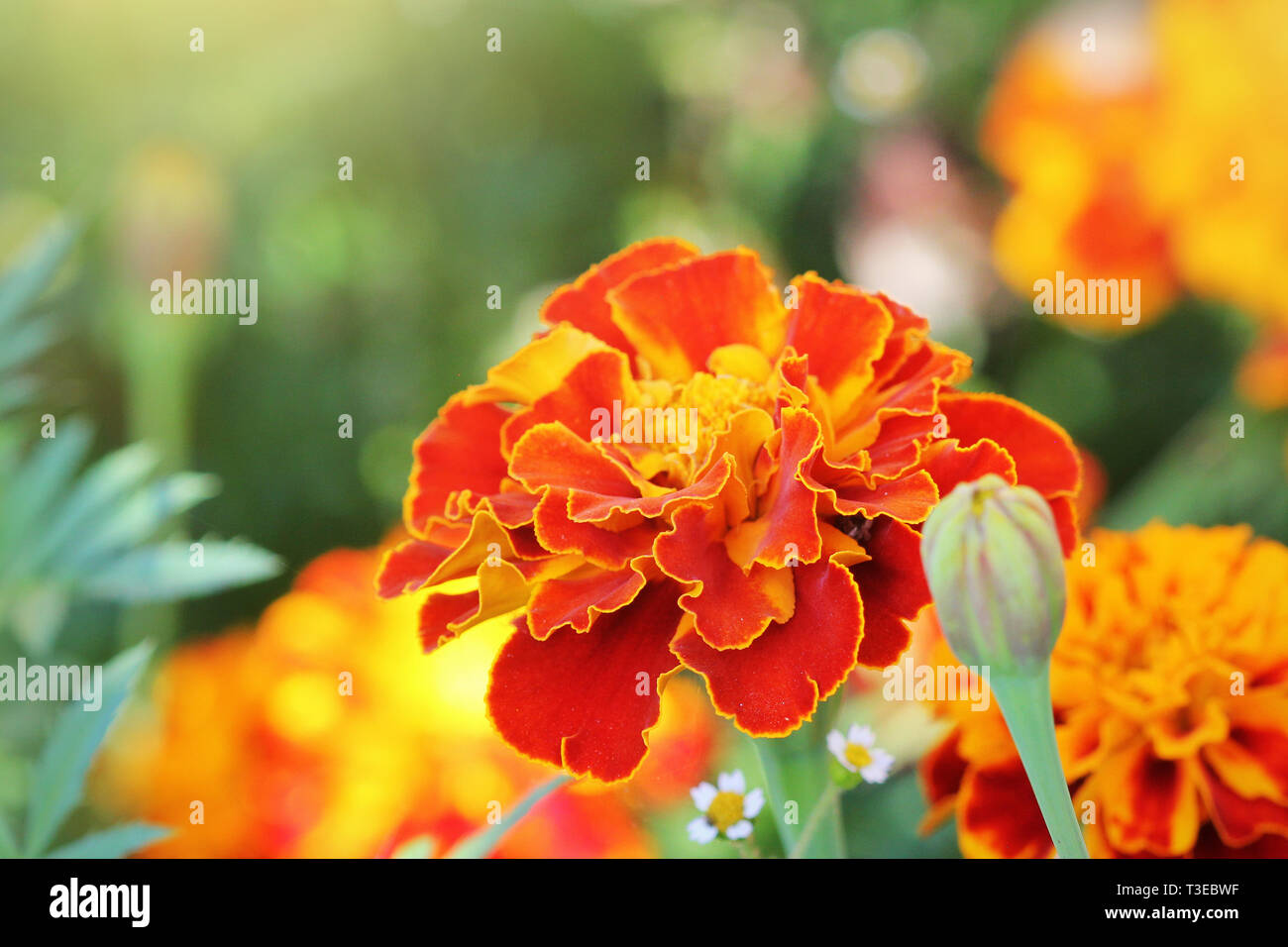 Orange schöne Ringelblume Blume (Tagetes erecta, Mexikanische, Azteken oder Afrikanische Ringelblume) im Garten. Stockfoto