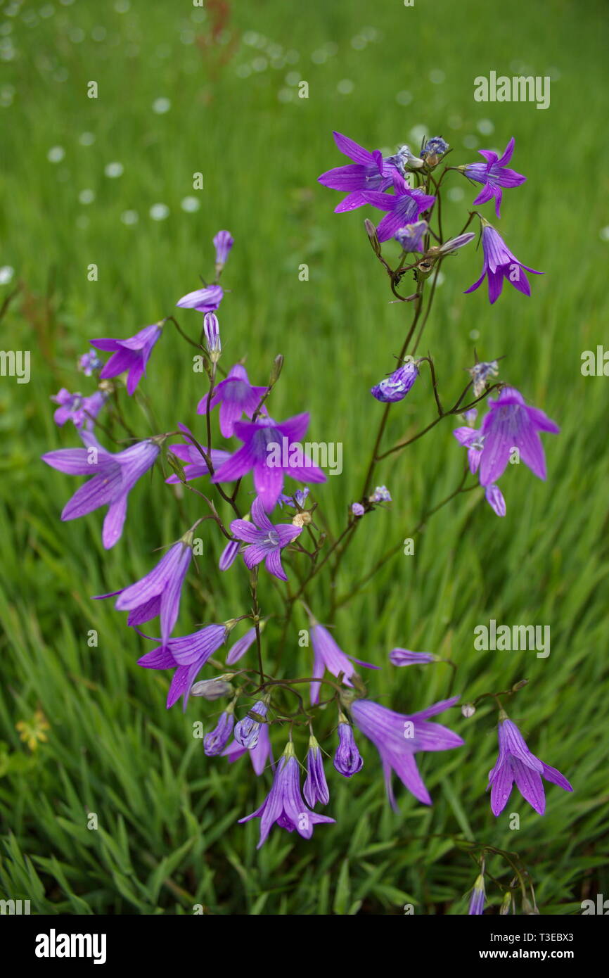 Bluebells mit grünem Gras Hintergrund Stockfoto