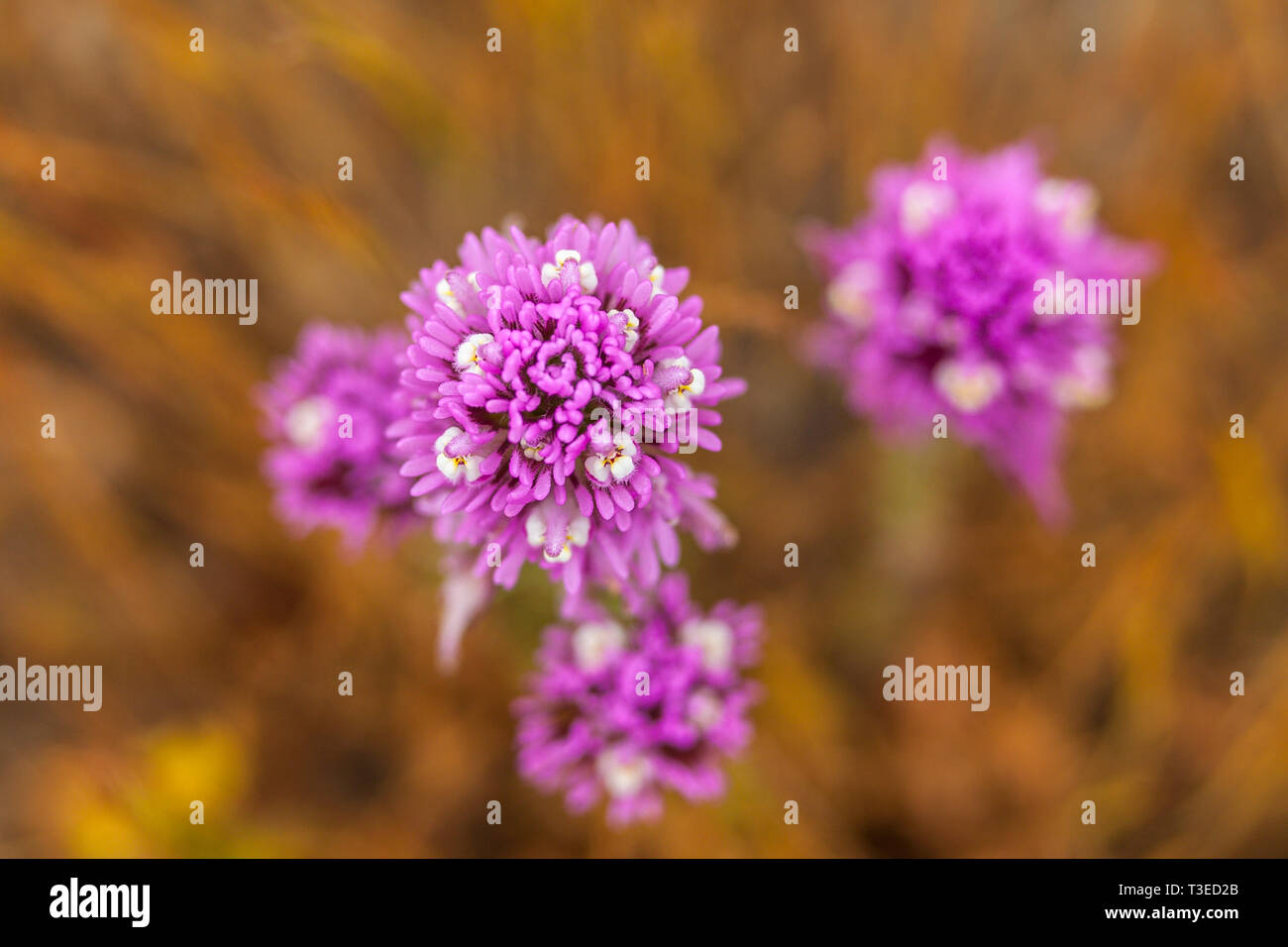 Eulen Klee, Castilleja Exserta) Superbloom in der zentralen Kalifornien Diablo Mountain Range Frühjahr 2019 USA Stockfoto