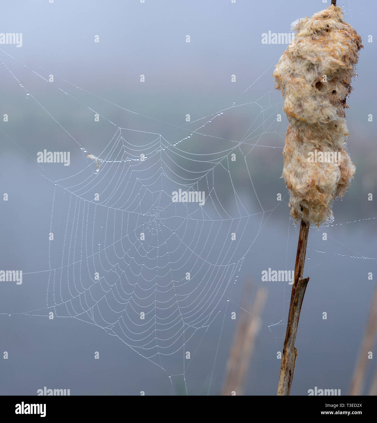 Wassertropfen auf dem Spinnennetz im Lakeside Nebel Stockfoto