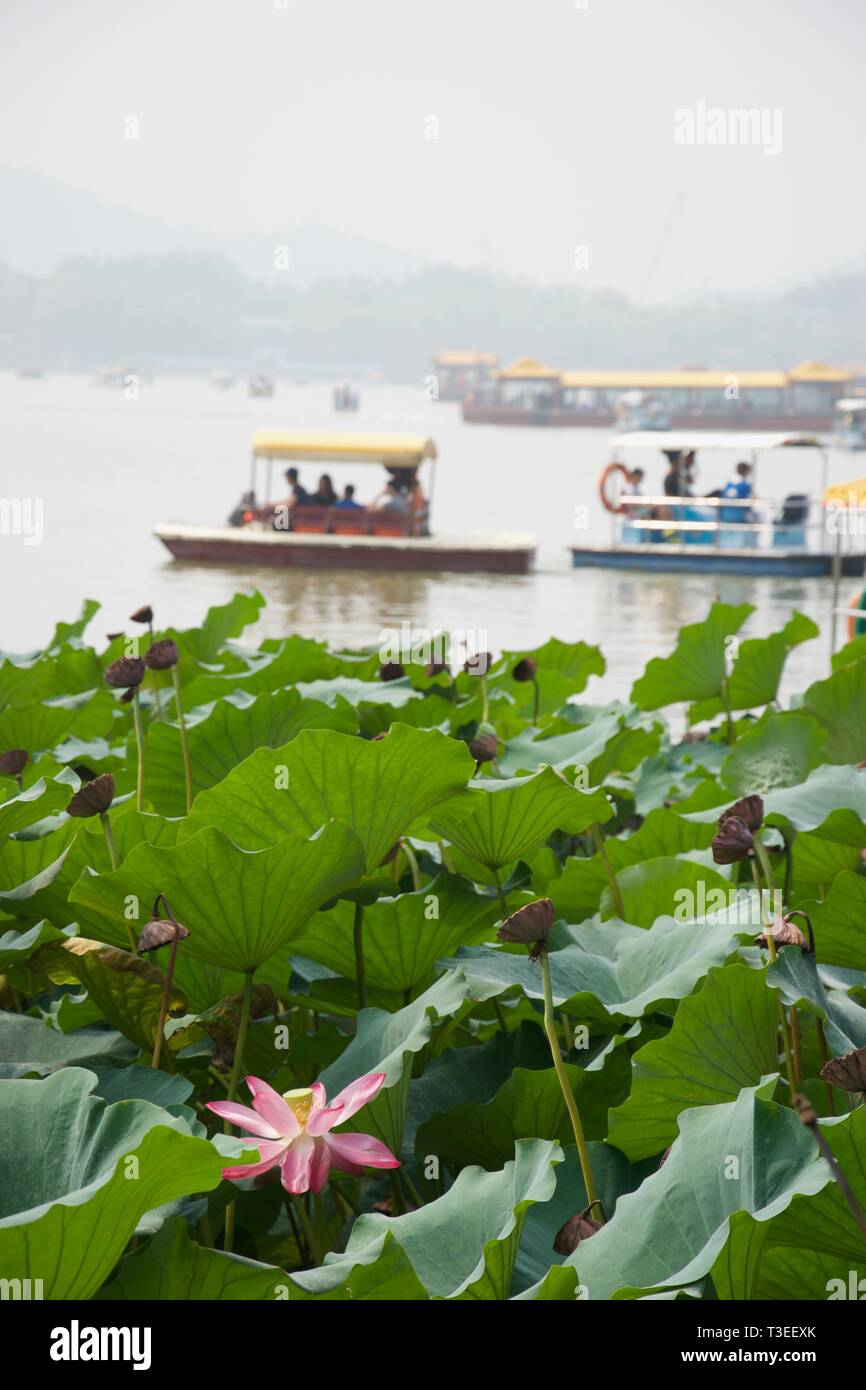 Pink Lotus Blume und Lotus Blätter im Vordergrund auf Chinesische See. Touristische peddle Boote (tretboote) auf misty See im Hintergrund. Sommerpalast, Peking - Stockfoto