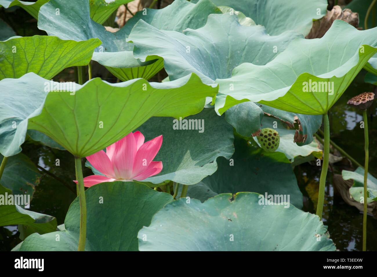 Blätter der Lotuspflanze mit einem einsamen Pink Lotus Blume und seedheads Stockfoto