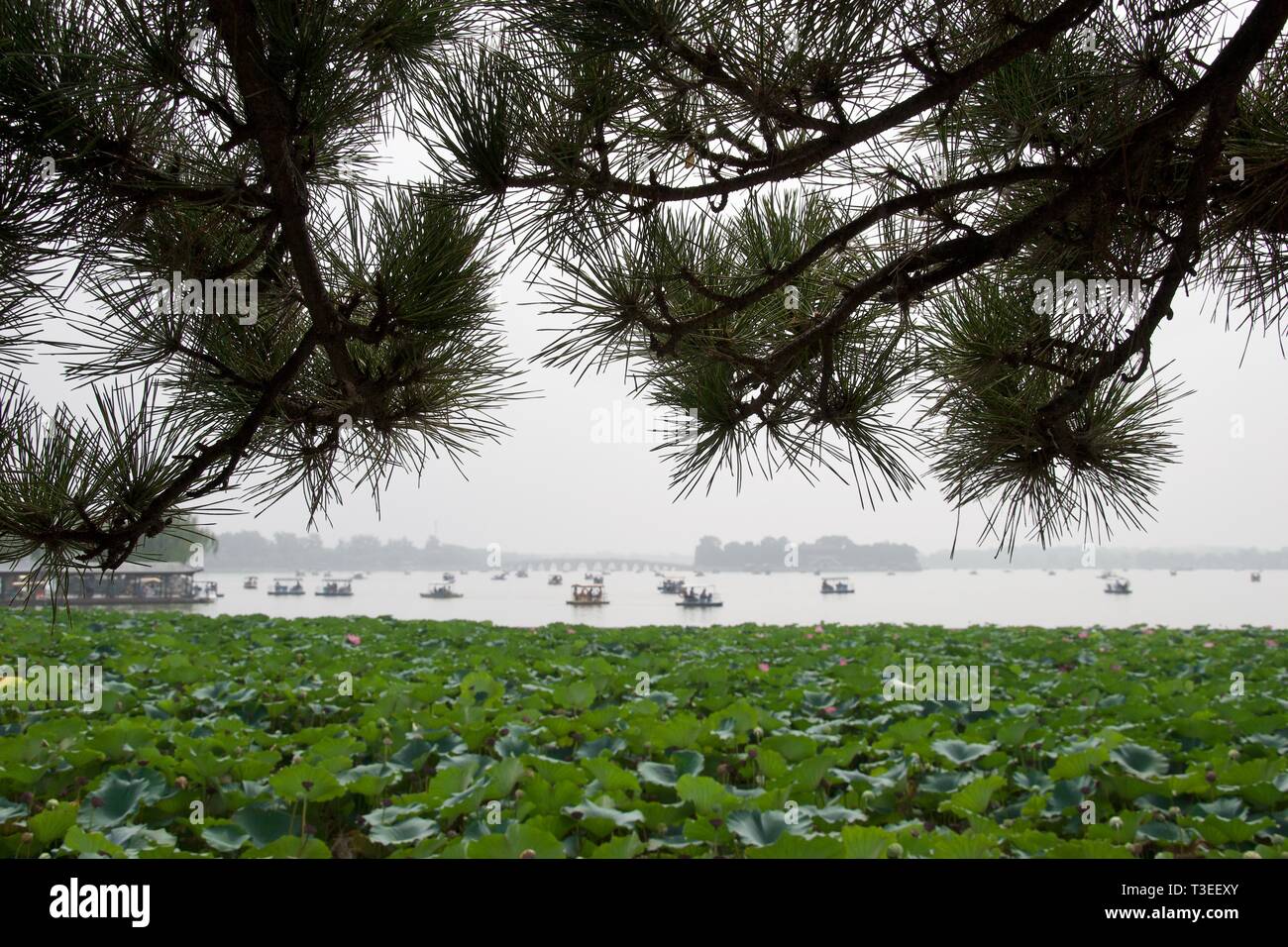 Chinesische See. Nadeln auf einer Kiefer im Vordergrund über den großen Patch von Lotus Blätter und Blüten. Dunstige See in Abstand mit Tretbooten (touristische Boote). Stockfoto