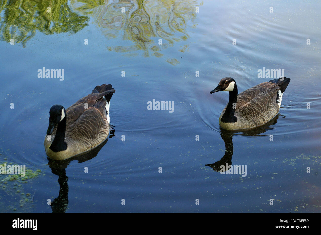 Die Gänse im Teich Stockfoto