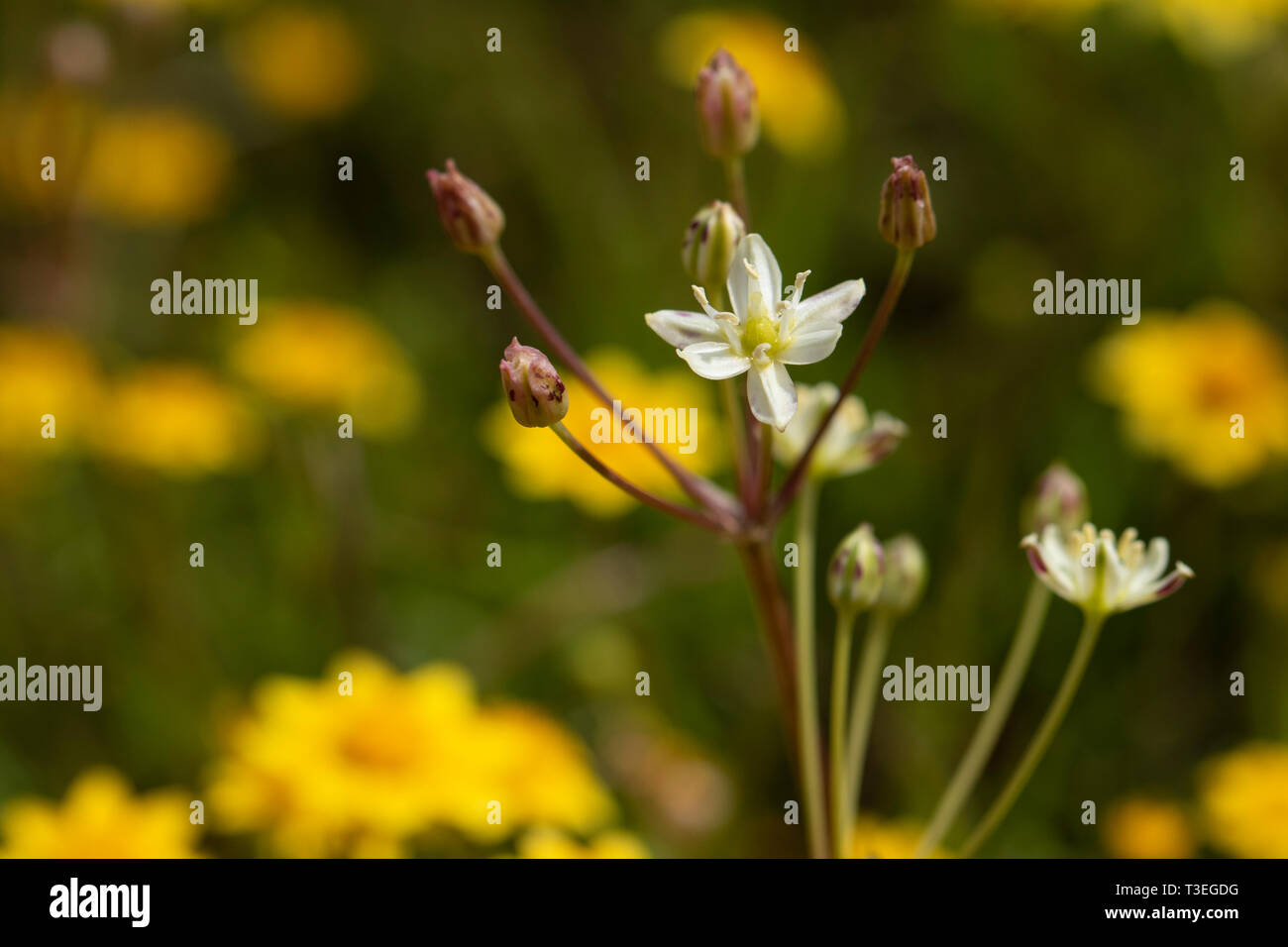 Muilla maritima in einem Kalifornischen Vernal pool Stockfoto