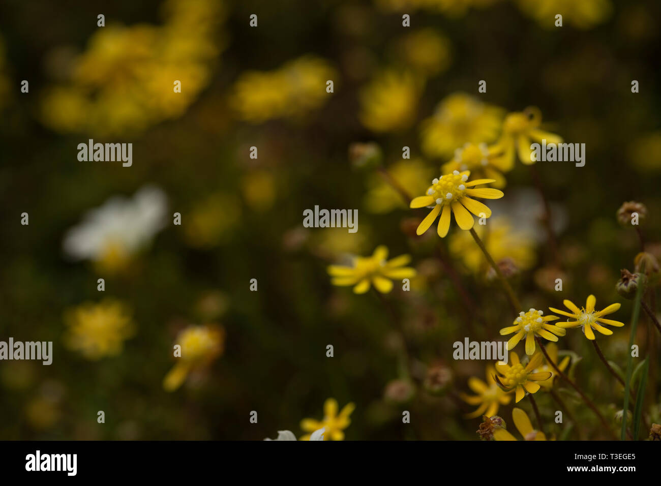 Gelb Teppich Blennosperma nanum in einem Kalifornischen Vernal pool Stockfoto