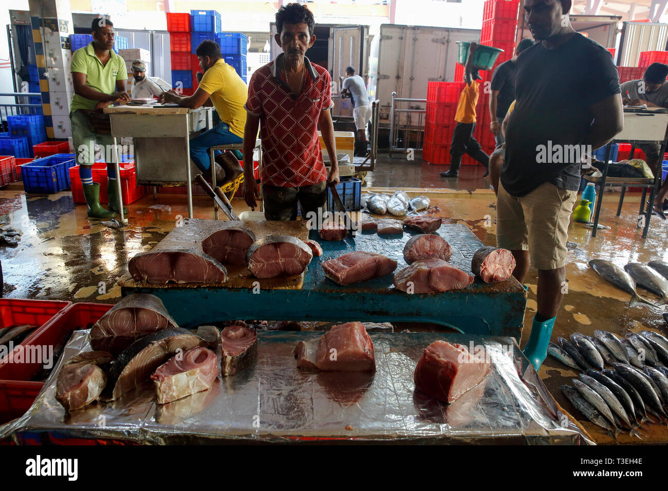 Zentrale Fischmarkt in Colombo, Sri Lanka Stockfoto