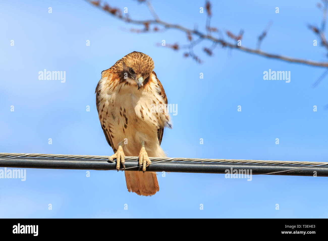 Red-tailed Hawk thront auf einem Draht Stockfoto