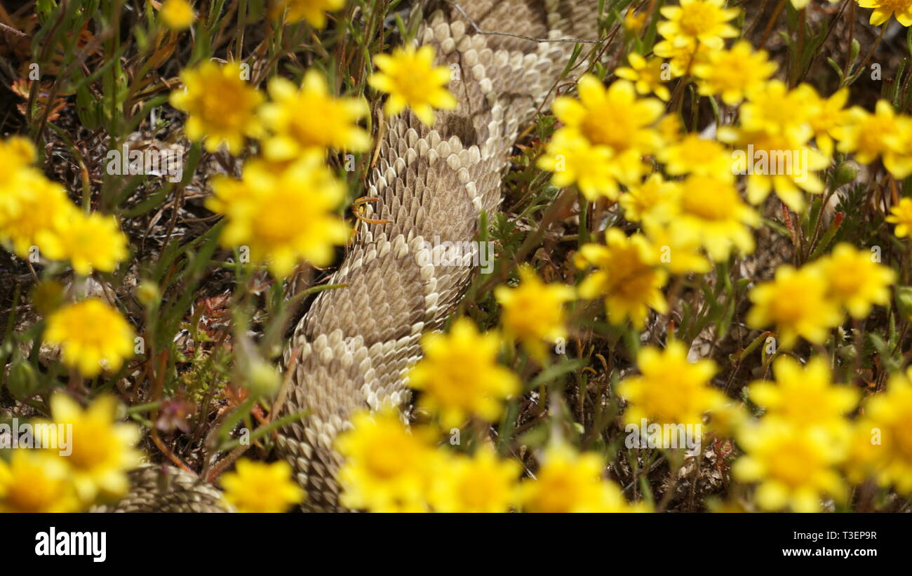 Klapperschlange in gelben Blumen während des Super Bloom 2019, Antelope Valley Poppy finden, Kalifornien Stockfoto