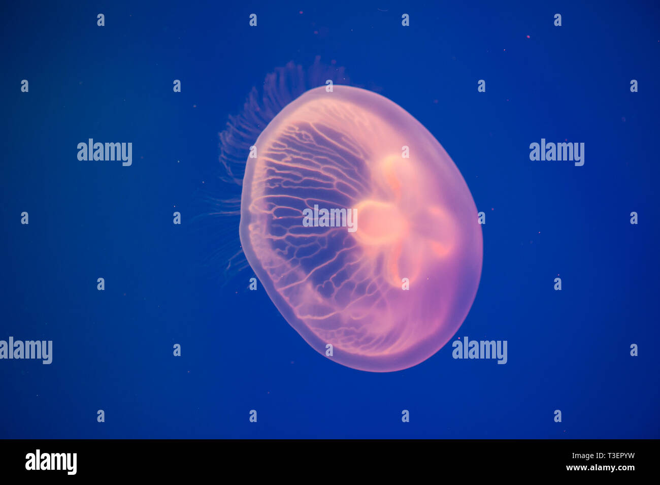 ohrenquallen-aurelia-aurita-im-wasser-aurelia-aurita-auch-genannt-die