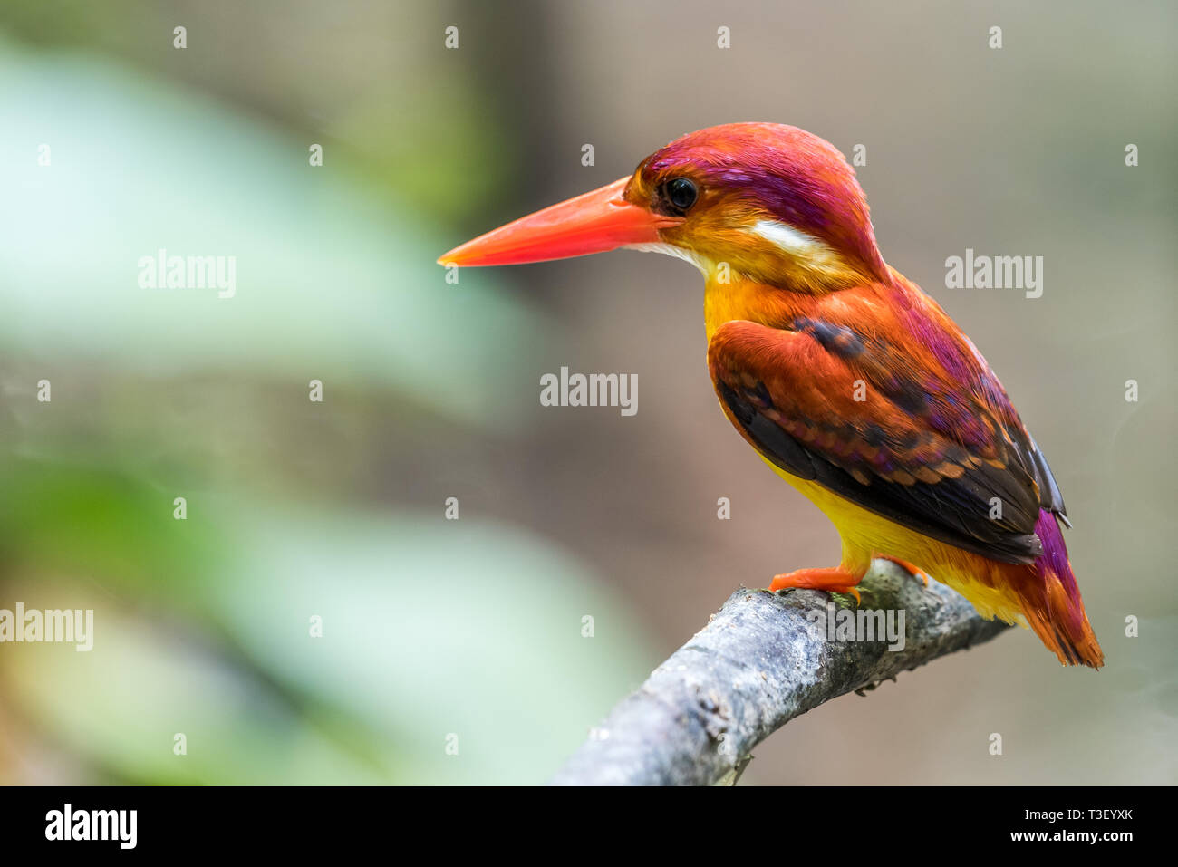 Schöner vogel Rufous-backed Dwarf-Kingfisher (keyx rufidorsa) gehockt Stockfoto