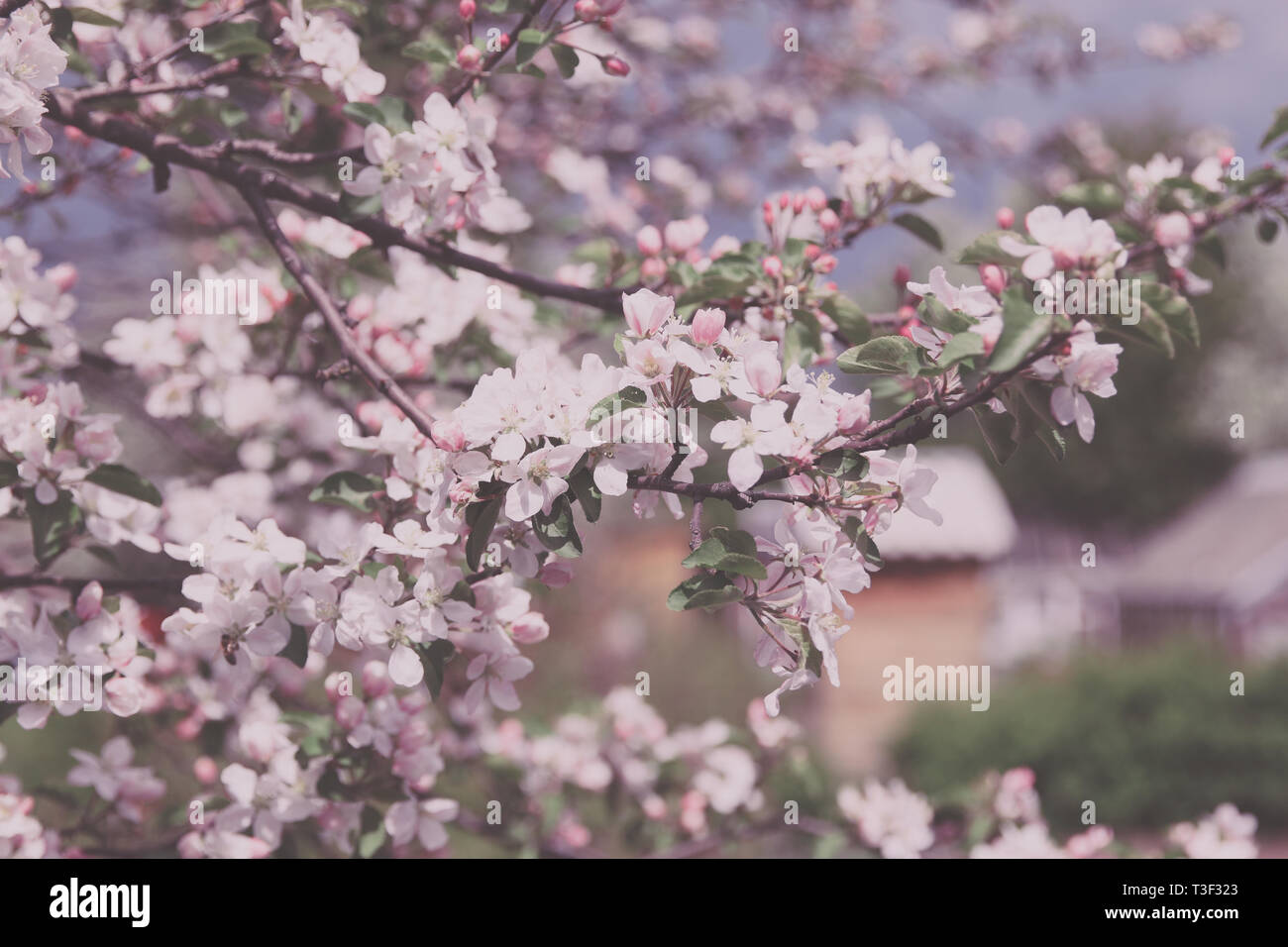 Blühender Zweig der Apfelbaum mit weißen Blumen im Garten. Fotografie Blumen auf unscharfen Sommer Hintergrund Stockfoto