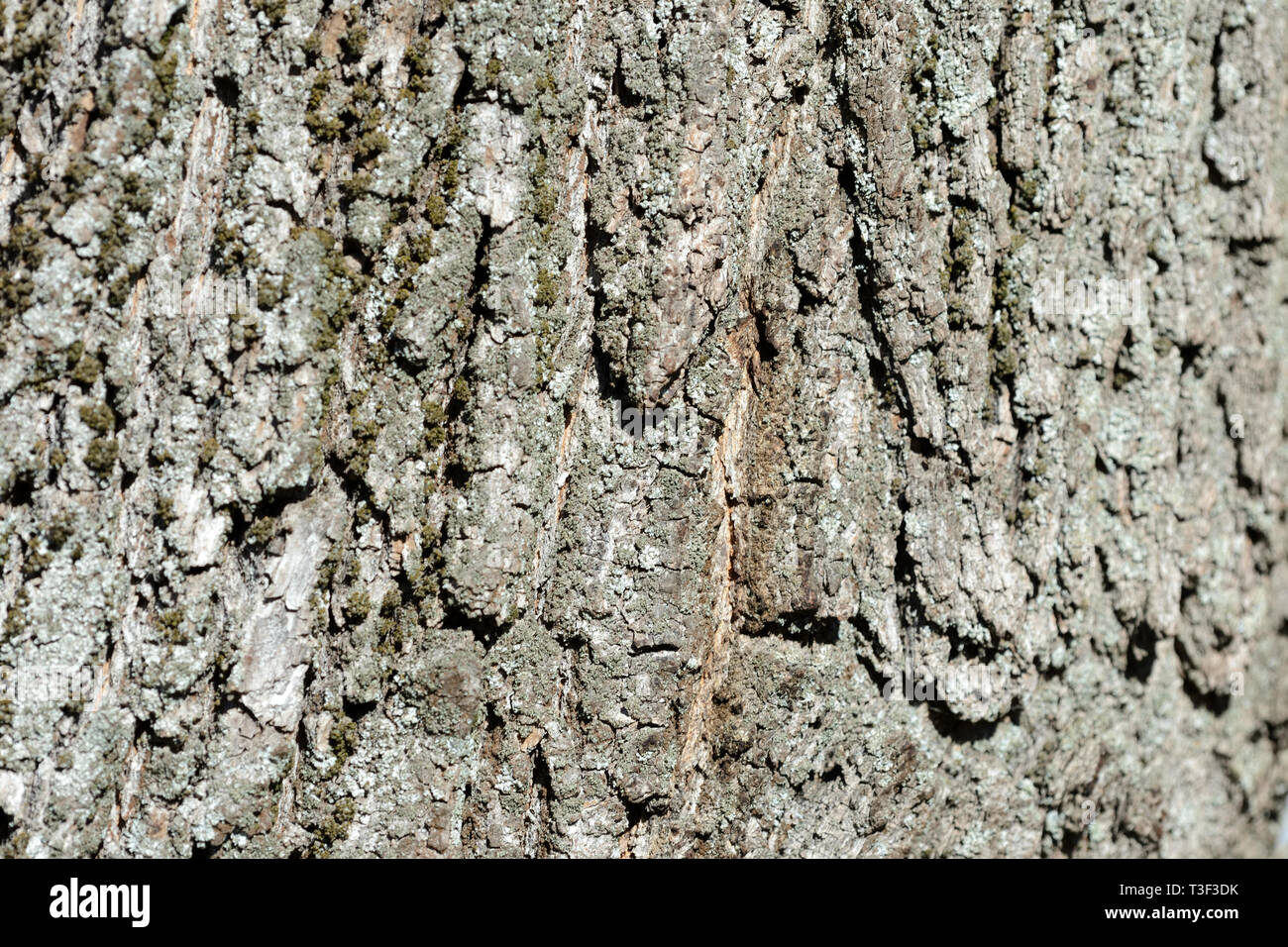 Rinde eines alten Baumes mit Moos auf Schließen. Baumrinde Hintergrund Stockfoto