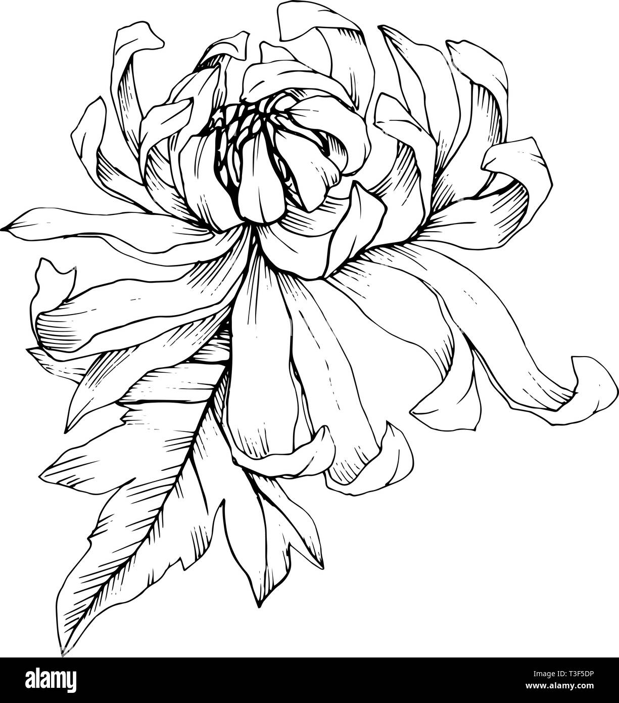 Vektor Chrysantheme floral botanischen Blumen. Schwarz und weiß eingraviert Tinte Art isoliert Blume Illustration Element. Stock Vektor
