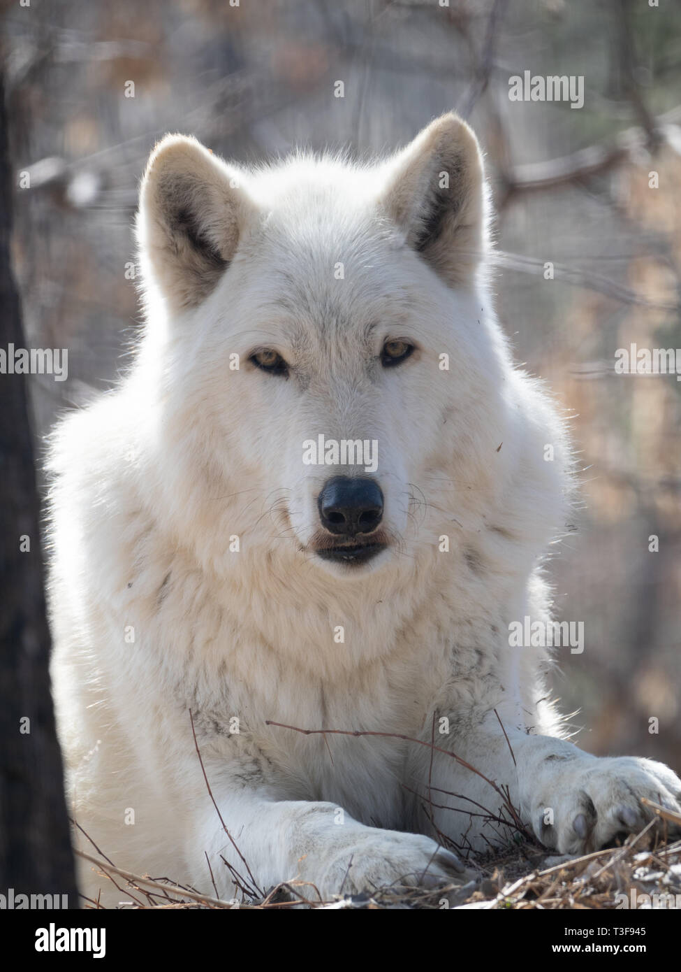 Nahaufnahme von einem grauen Wolf in die Kamera schaut, sitzen unter getrockneten Zweigen und Gras mit einem geringen Tiefenschärfe fotografiert. Stockfoto