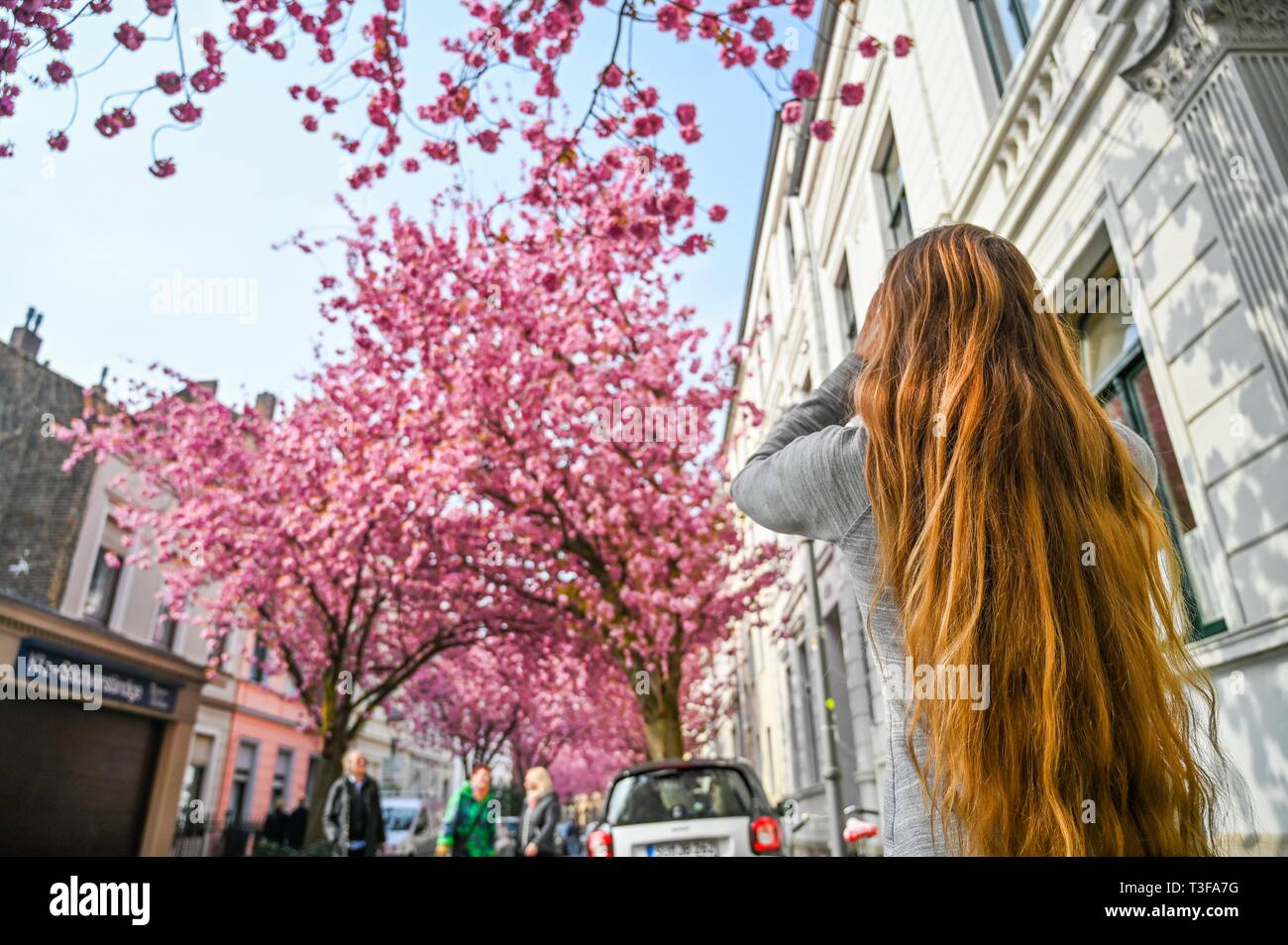 Peking, Deutschland. 8 Apr, 2019. Eine Frau nimmt Bilder von der Kirschblüte in Bonn, Deutschland, 8. April 2019. Credit: Lian Zhen/Xinhua/Alamy leben Nachrichten Stockfoto