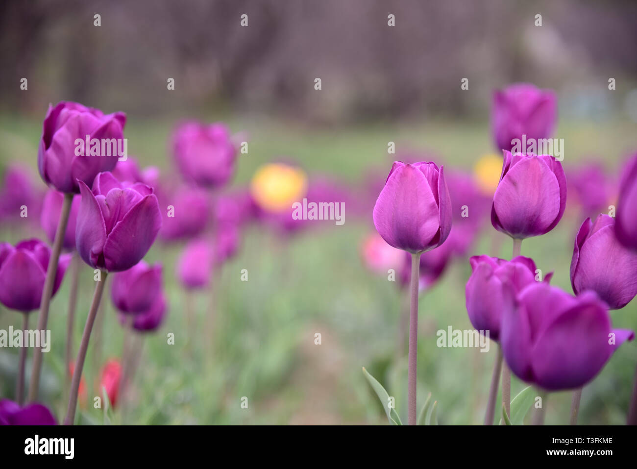 Srinagar, Jammu und Kaschmir, Indien. 9 Apr, 2019. Eine enge Sicht der Tulpen in Blüte bei berühmten Indira Gandhi Memorial Tulip garden, Asiens größte tulip Garten, Sommer in Srinagar, die Hauptstadt der Jammu und Kaschmir. Es ist die größte tulip Garden in Asien verteilt auf einer Fläche von 30 Hektar. Es ist in Siraj Bagh am Fuße des Zabarwan Range. Es ist eine touristische Attraktion in Srinagar. Kredit Idrees: Abbas/SOPA Images/ZUMA Draht/Alamy leben Nachrichten Stockfoto