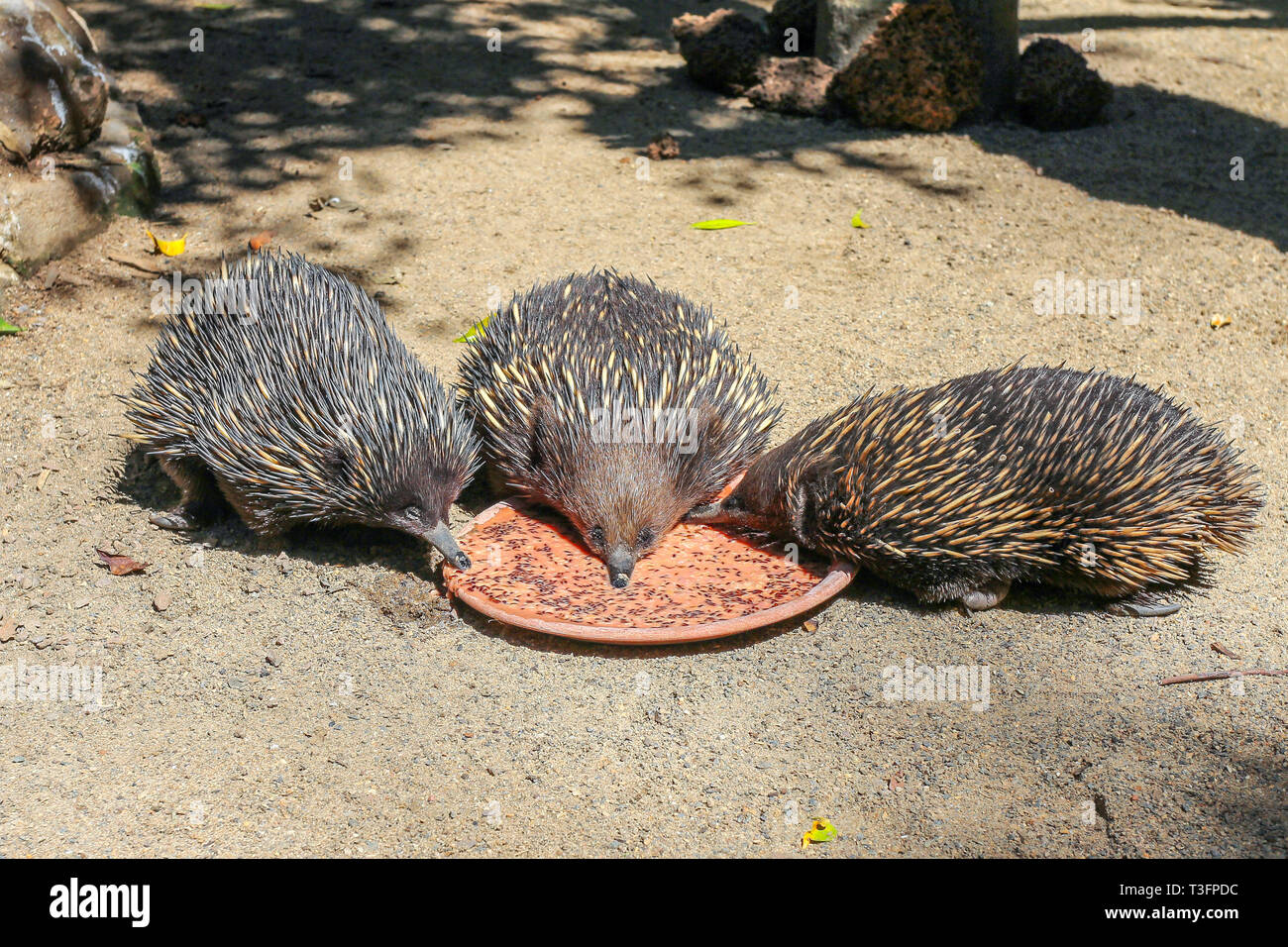 Drei ameisenigel Essen von einer Platte, Sydney, Australien Stockfoto