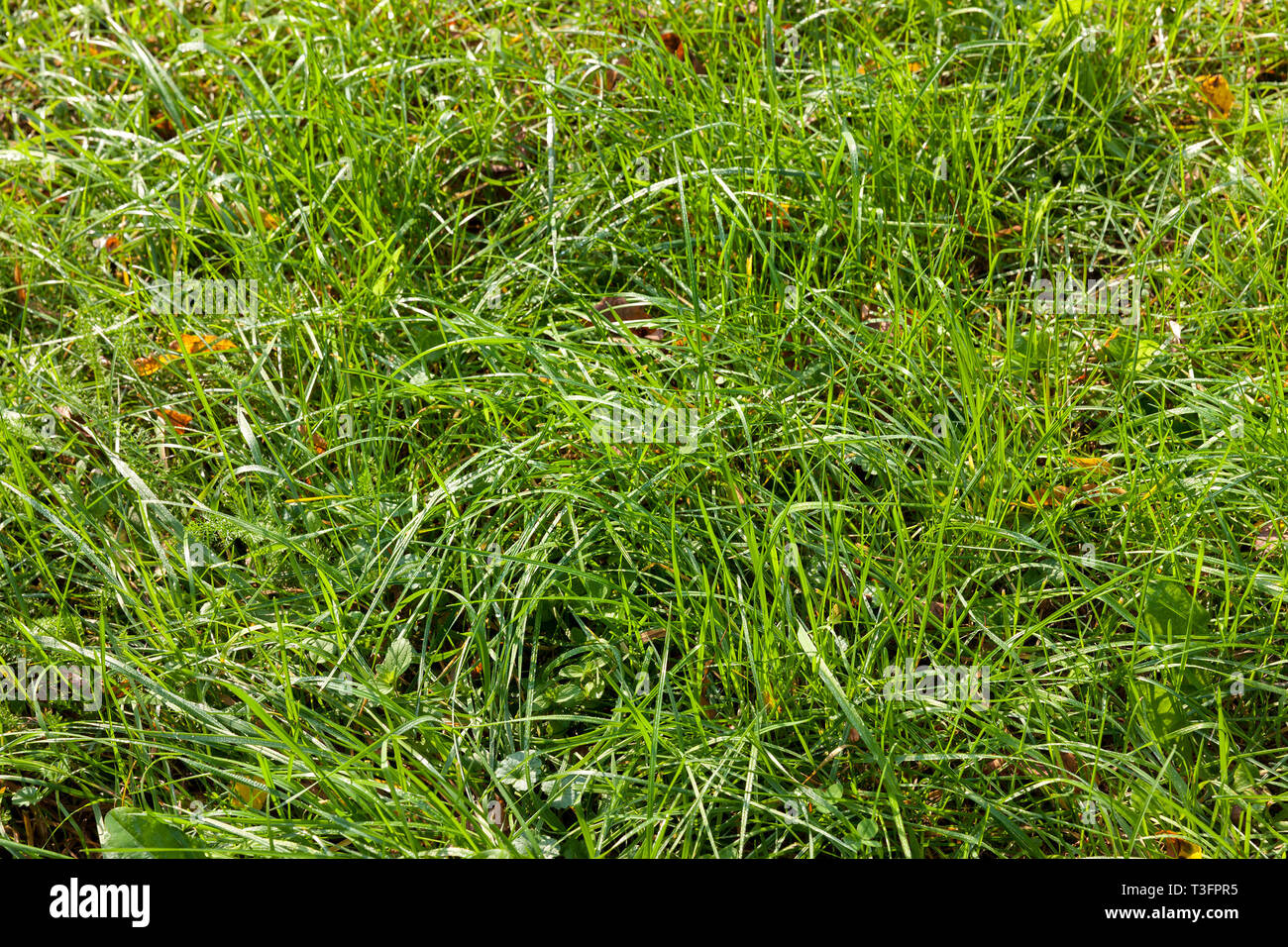 Landwirtschaftliche Feld mit grünem Gras Stockfoto