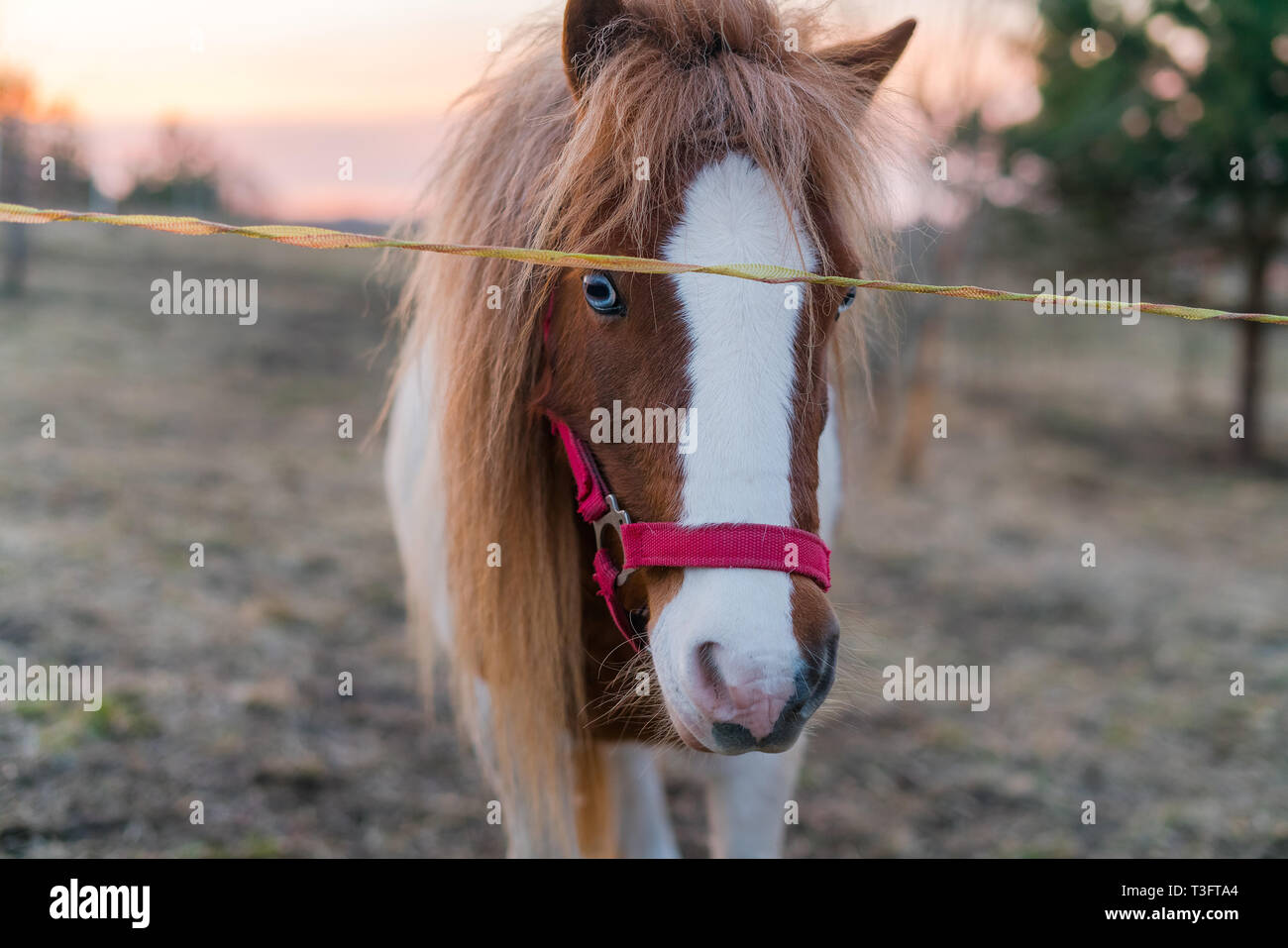 Schönen Stammbaum Horse Portrait außerhalb während des Sonnenuntergangs. Pferd lange bitter in die Kamera schaut und stehen auf dem Ackerland Stockfoto