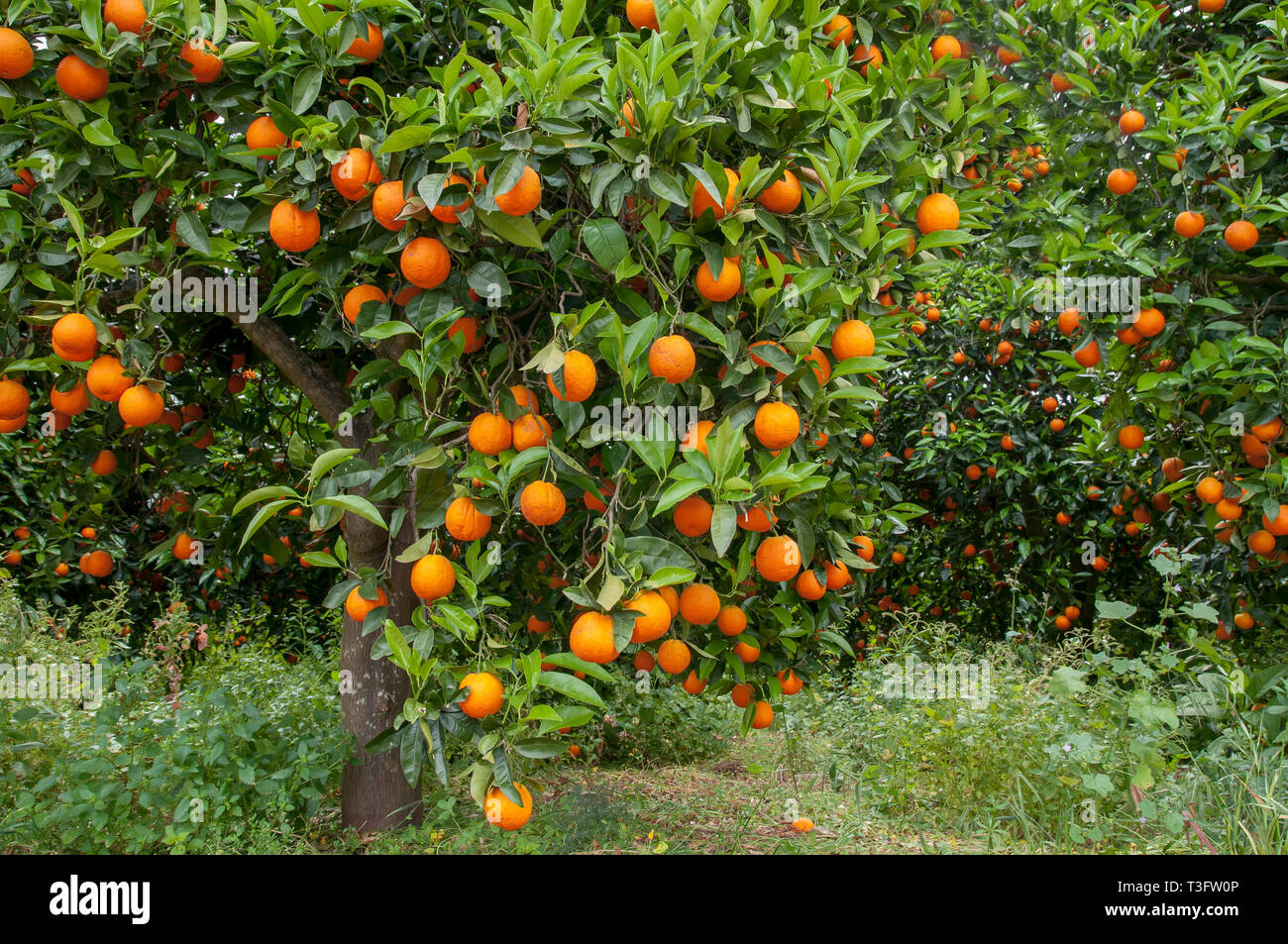 Orange Tree auf der Plantage Stockfoto