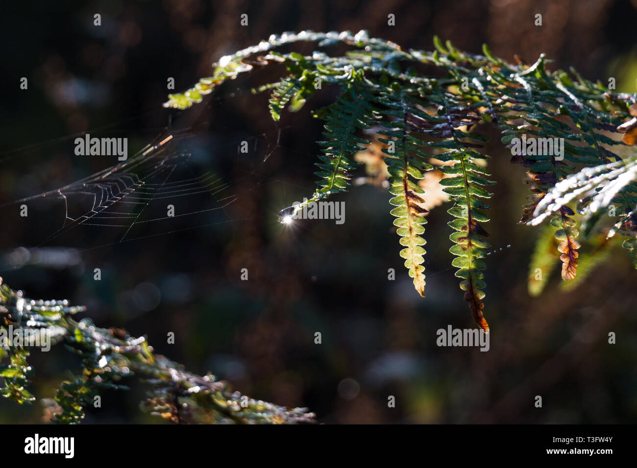 Sun Reflexion über einen Wassertropfen hängen von einem Wald fern in Kombination mit einem Spinnennetz Stockfoto