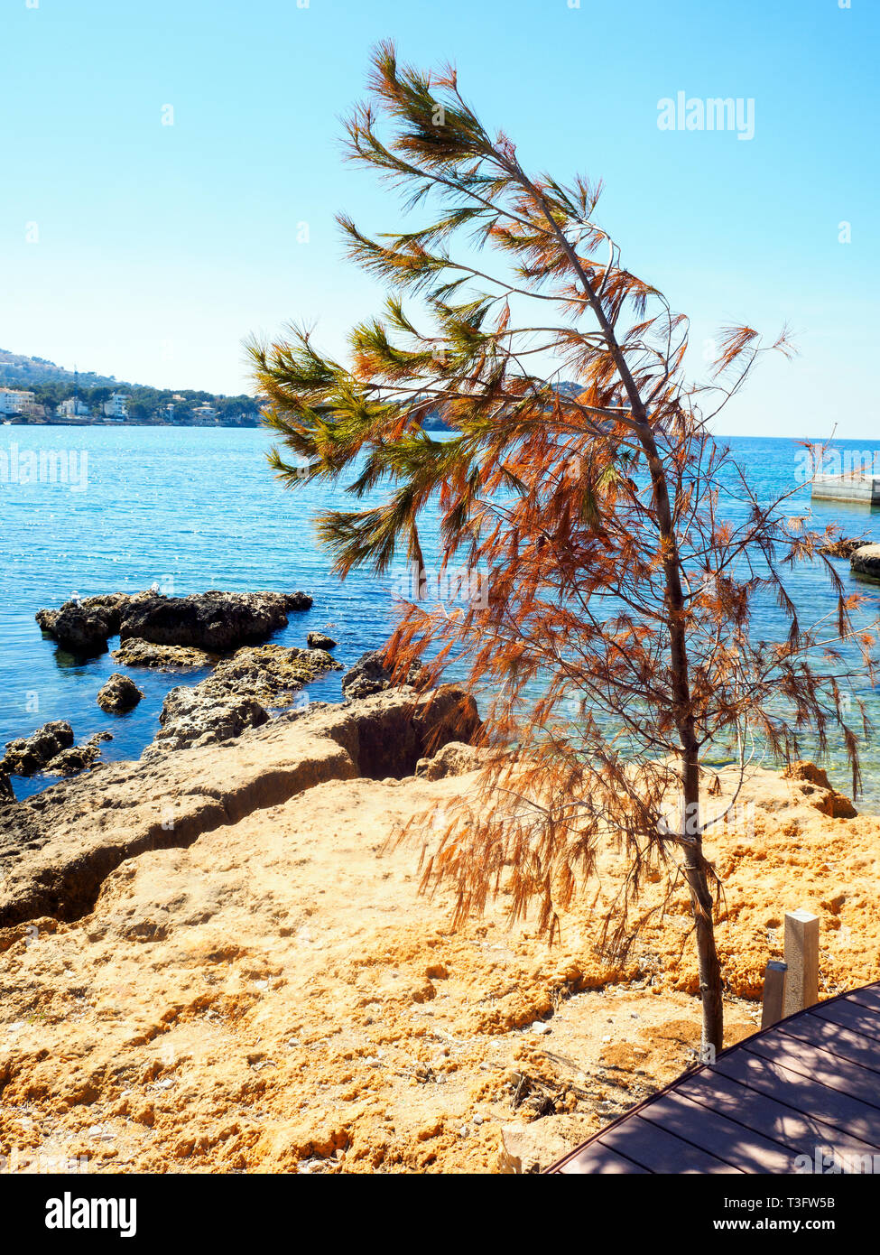 Ein Baum auf einem Felsen in der Bucht von Santa Ponsa - Balearen, Spanien Stockfoto