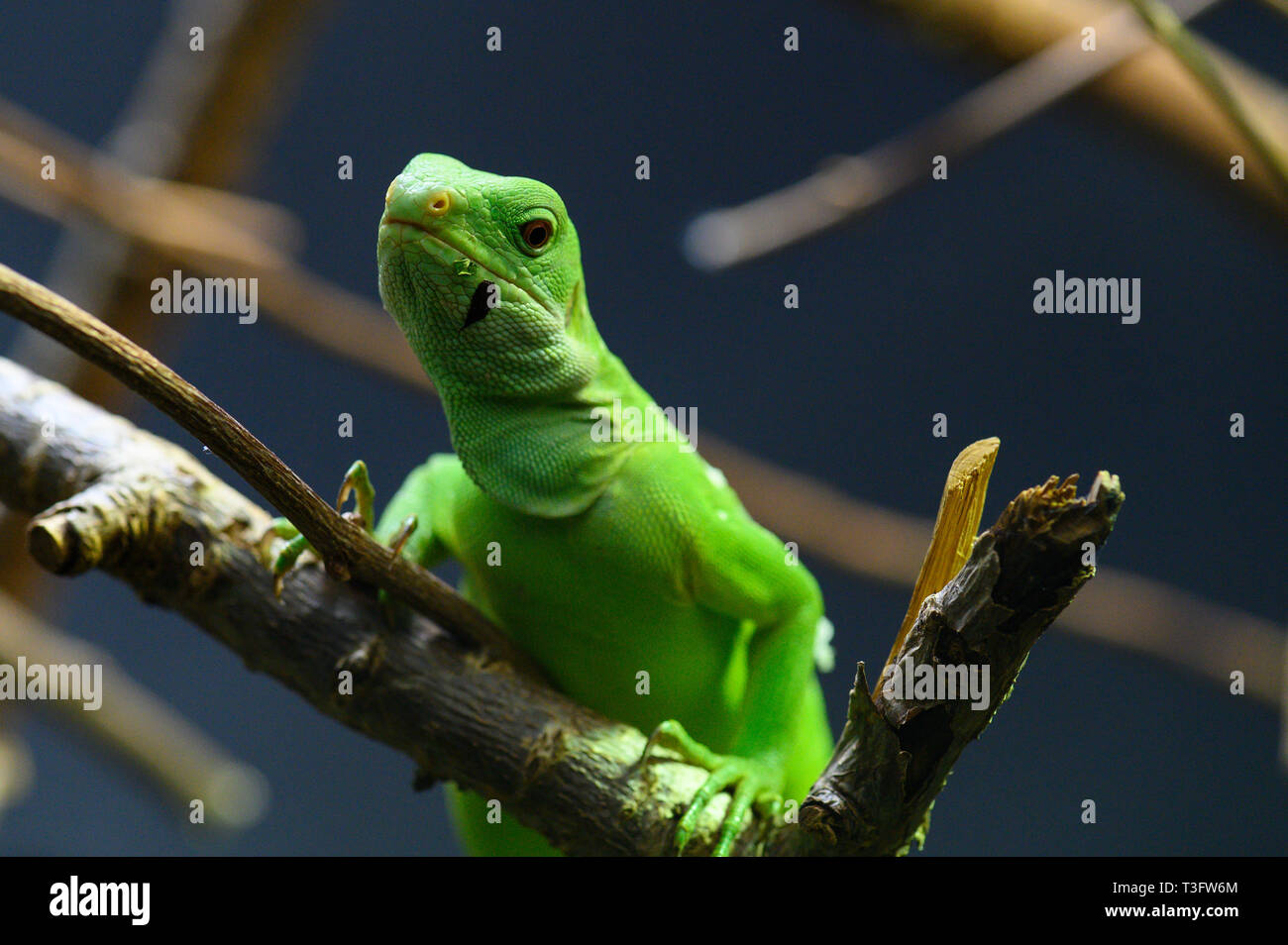 Ein grüner Lau-Leguan, der auf einem Ast sitzt Stockfoto