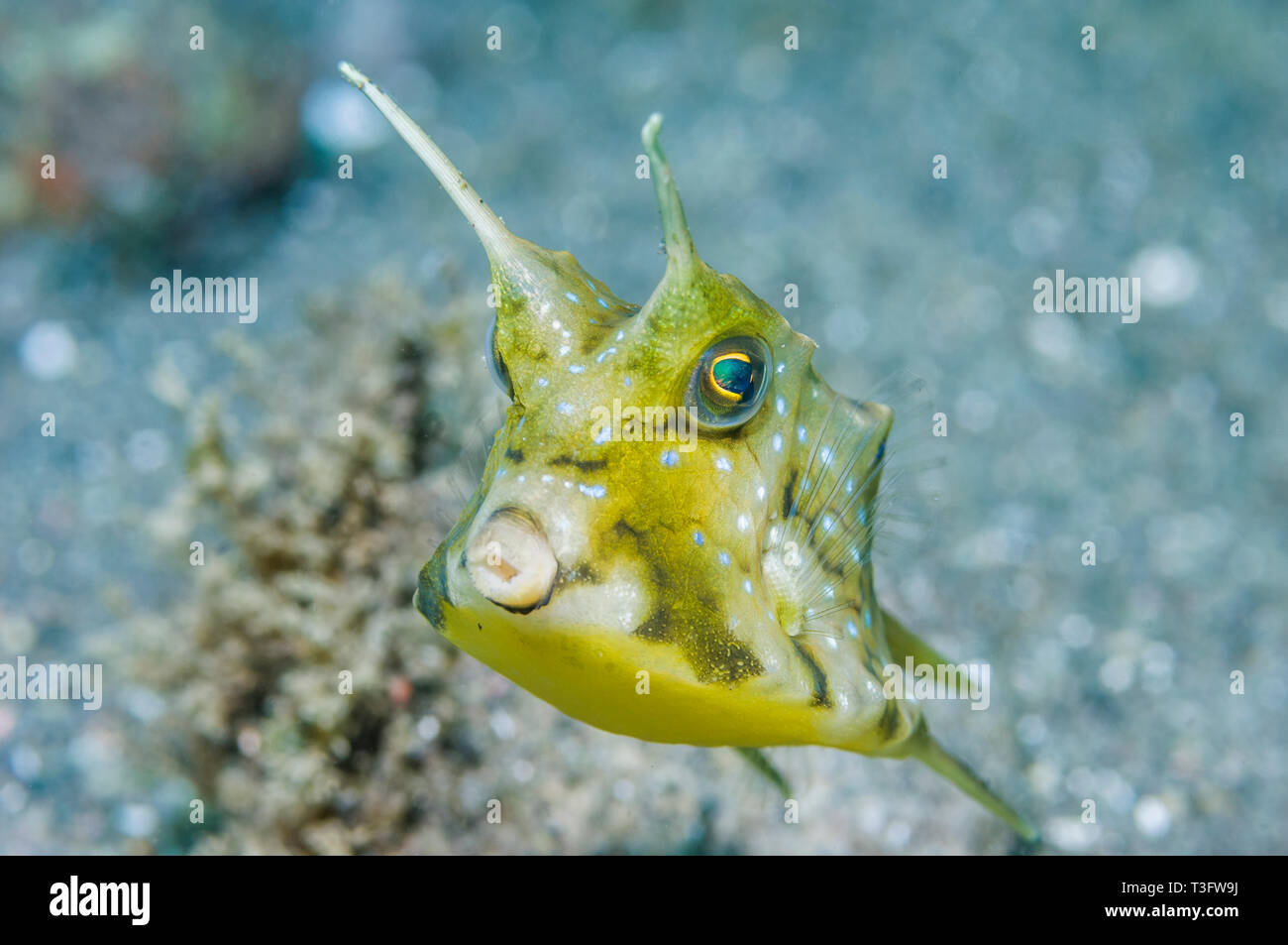 Longhorn cowfish [Lactoria cornuta]. Rinca, Komodo National Park, Indonesia. Indo-West Pazifik. Stockfoto