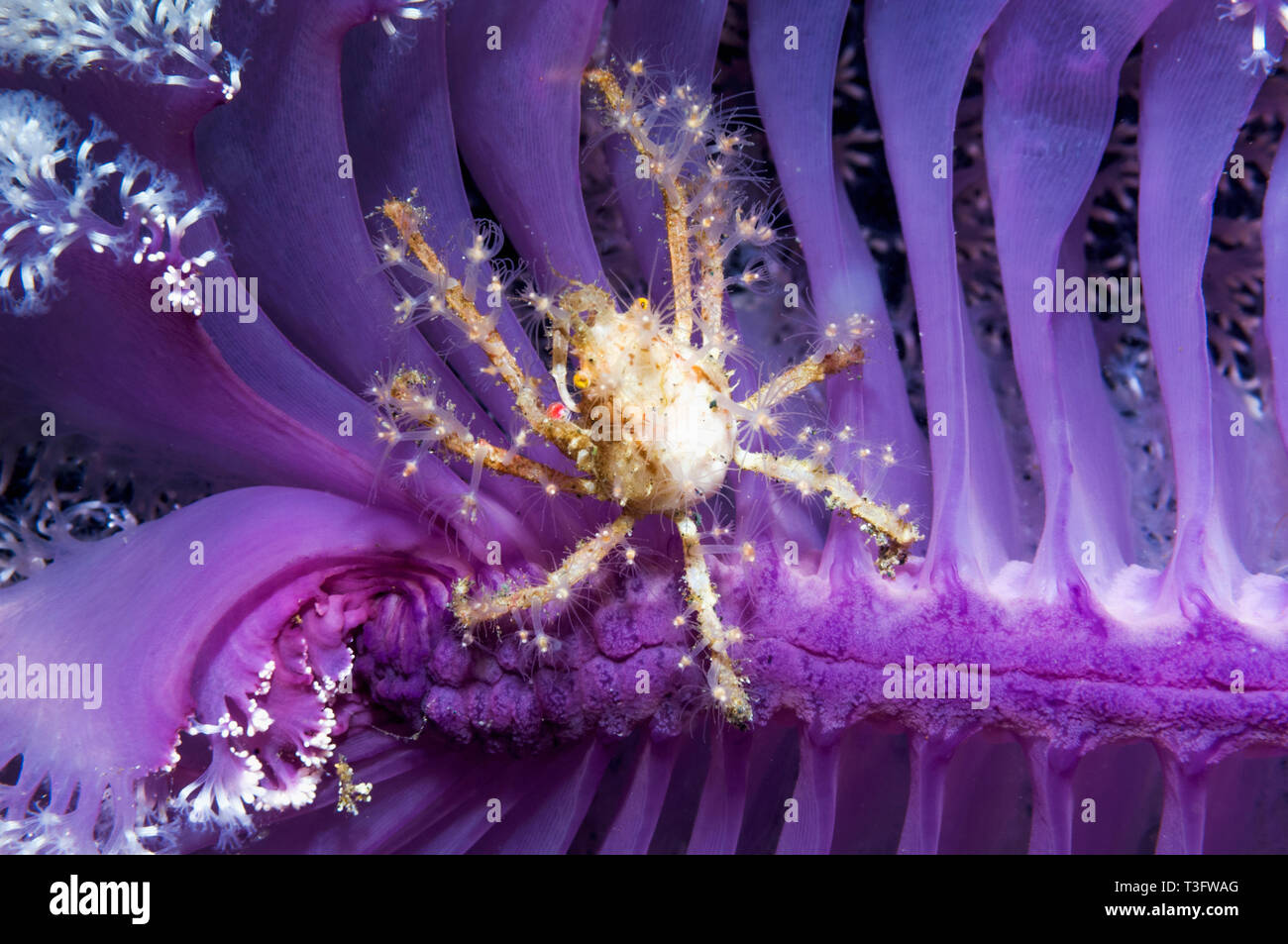 Hydroid oder Fee crab [Hyastenus bipinosus] am Meer pen (Pteroides sp.) Stockfoto