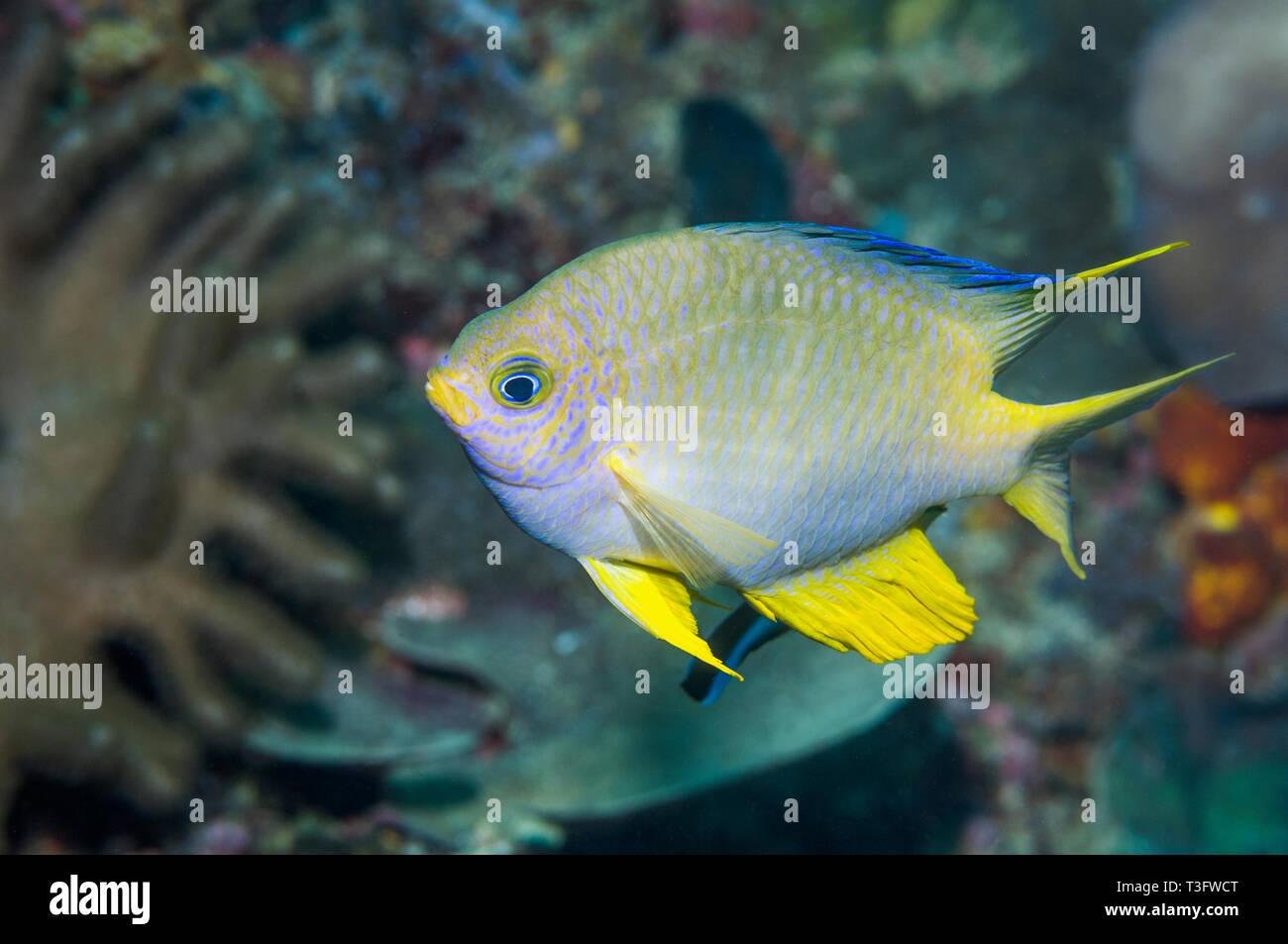 Golden Dirne [Amblyglyphidodon aureus]. Andaman Sea, Thailand. Indo-West Pazifik. Stockfoto