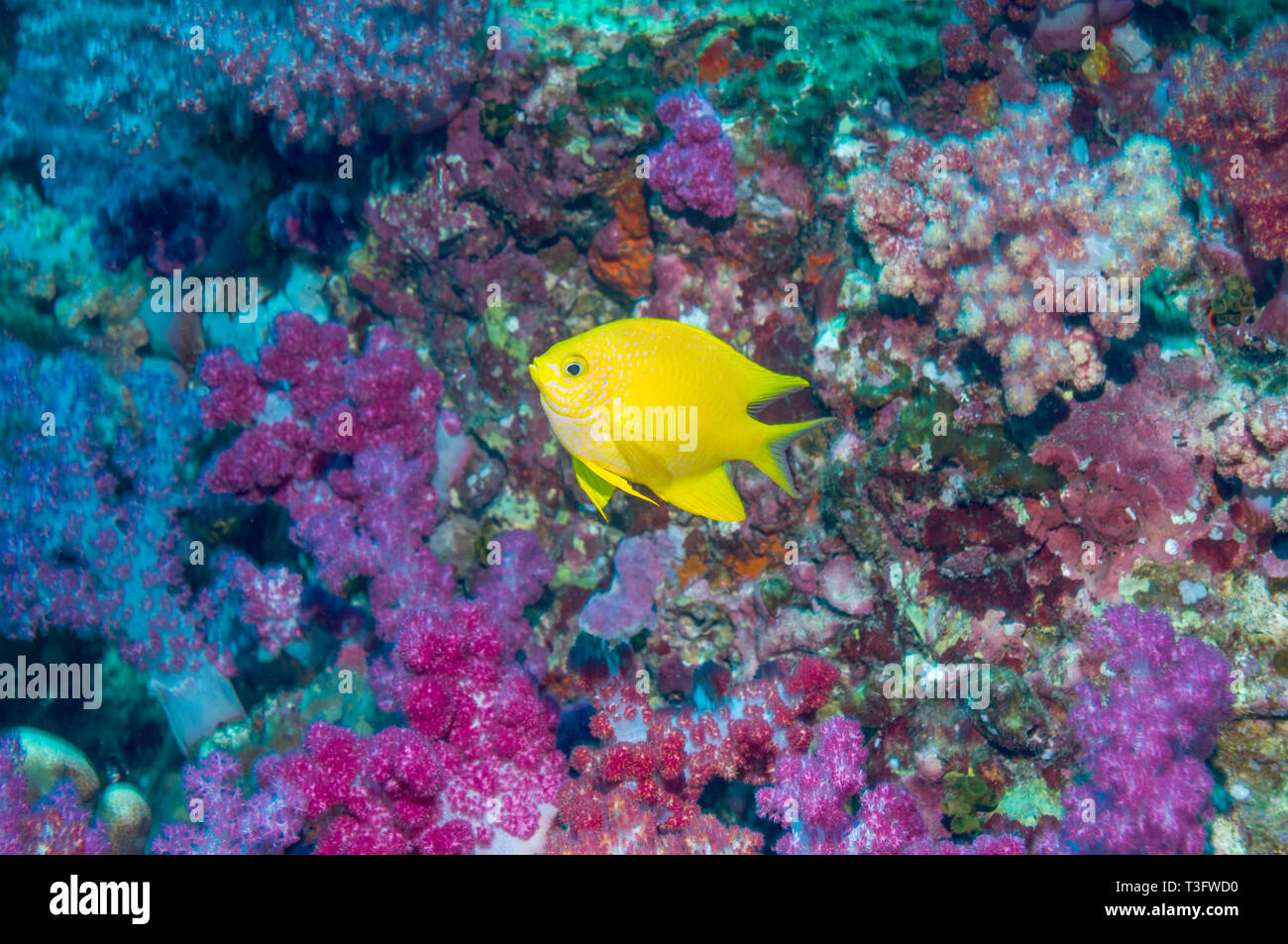 Golden Dirne [Amblyglyphidodon aureus] mit einem Korallenriff Wand in Weichkorallen bedeckt. Andaman Sea, Thailand. Stockfoto