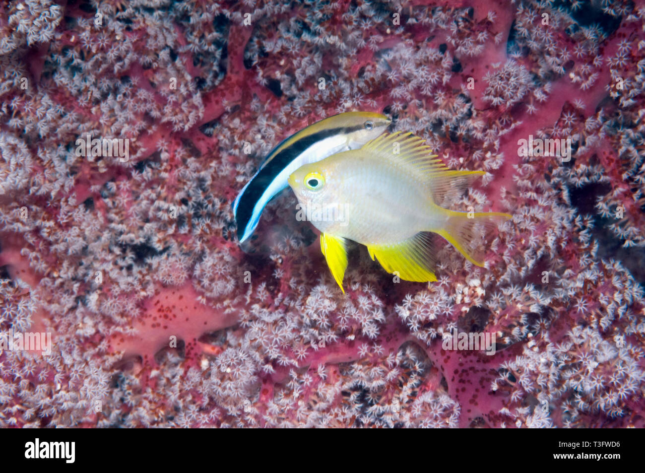 Golden Dirne [Amblyglyphidodon aureus] mit einem Bluestread Cleaner Wrasse [Lutjanus dimidiatus]. Komodo National Park, Indonesia. Stockfoto