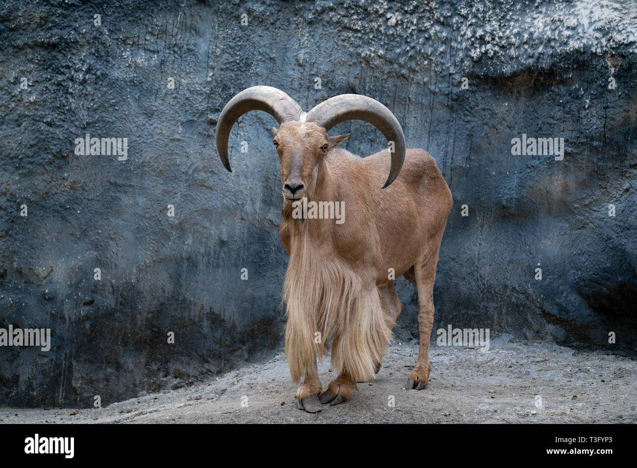 Mähnenspringer (Ammotragus lervia) stehend auf Rocky Mountains Stockfoto