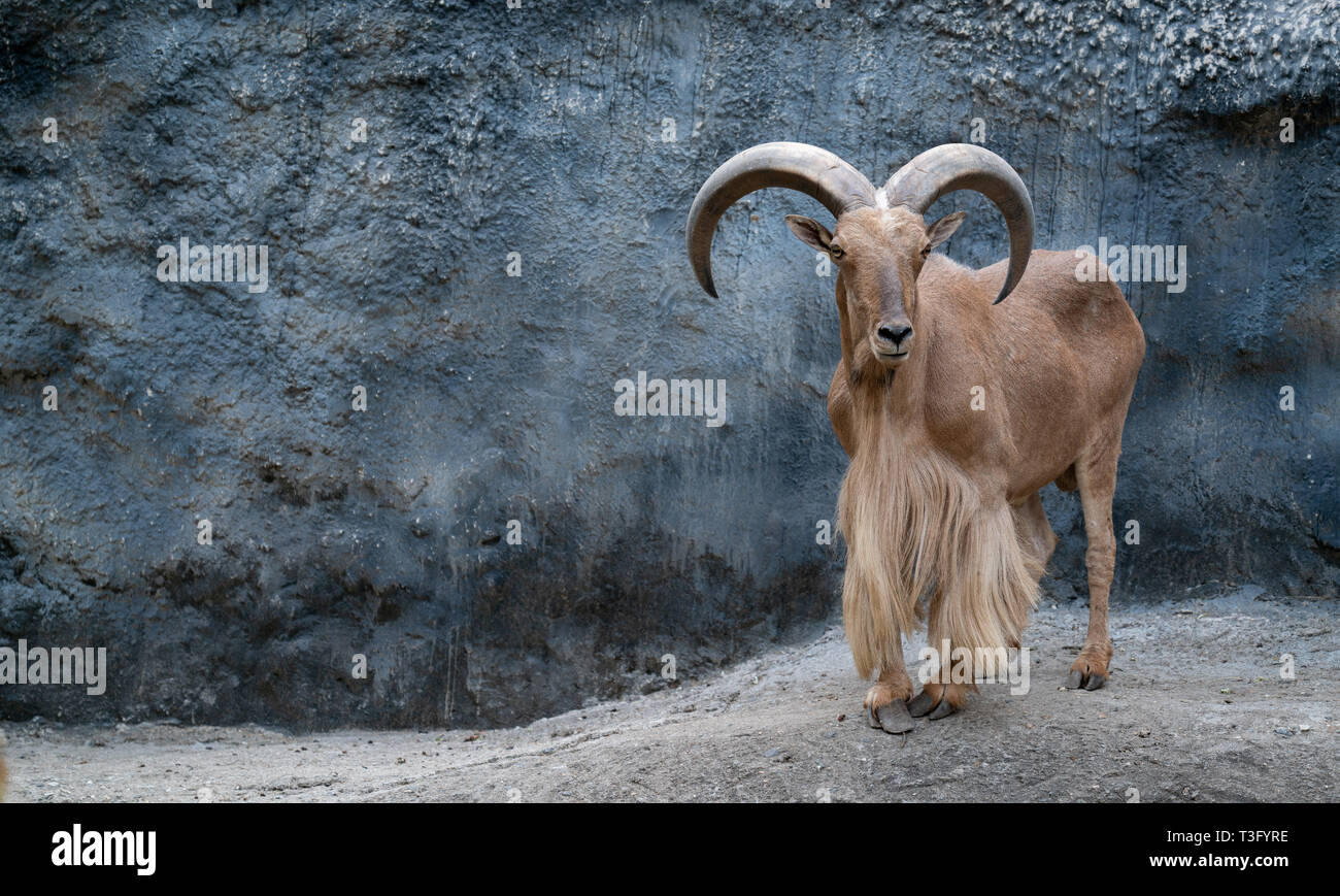 Mähnenspringer (Ammotragus lervia) stehend auf Rocky Mountains Stockfoto