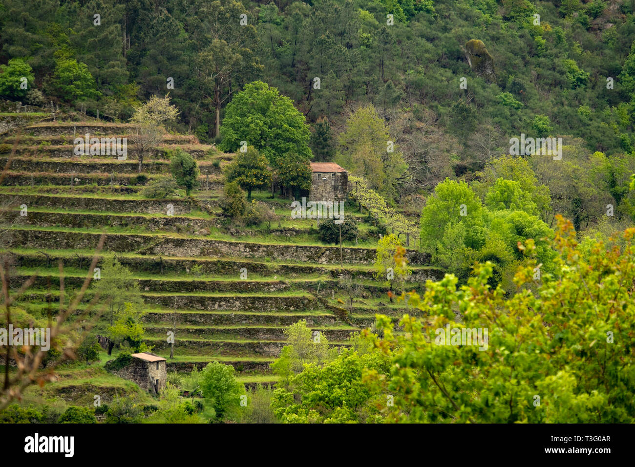 Kleine Häuser aus Stein auf einem terrassierten Hügel in Serra da Peneda Gerês Berge, Minho, Portugal Stockfoto