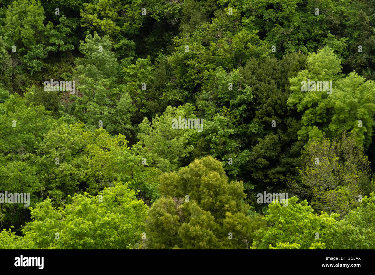 Wald Stockfoto