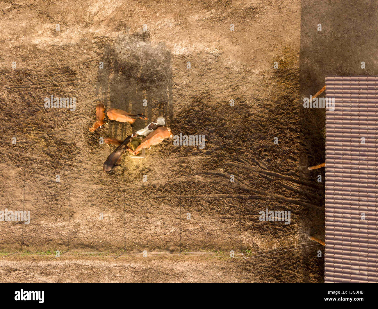 Luftaufnahme von Drone horse farm mit Tieren Heu Essen von einer hölzernen Kiste an einem sonnigen Tag. Stockfoto